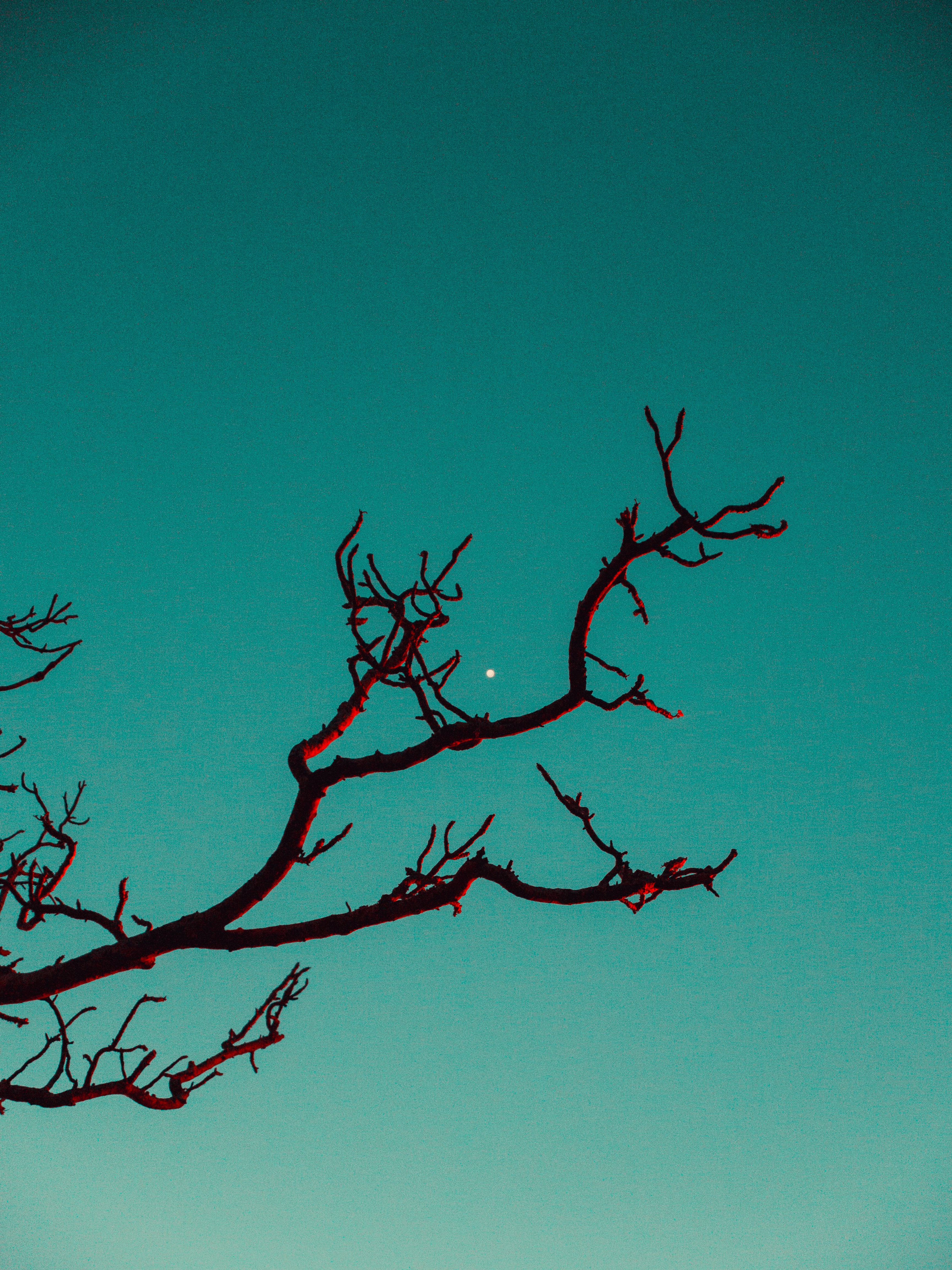 Moody twilight photo of bare tree branches against a teal sky, showcasing creative nature-themed content.