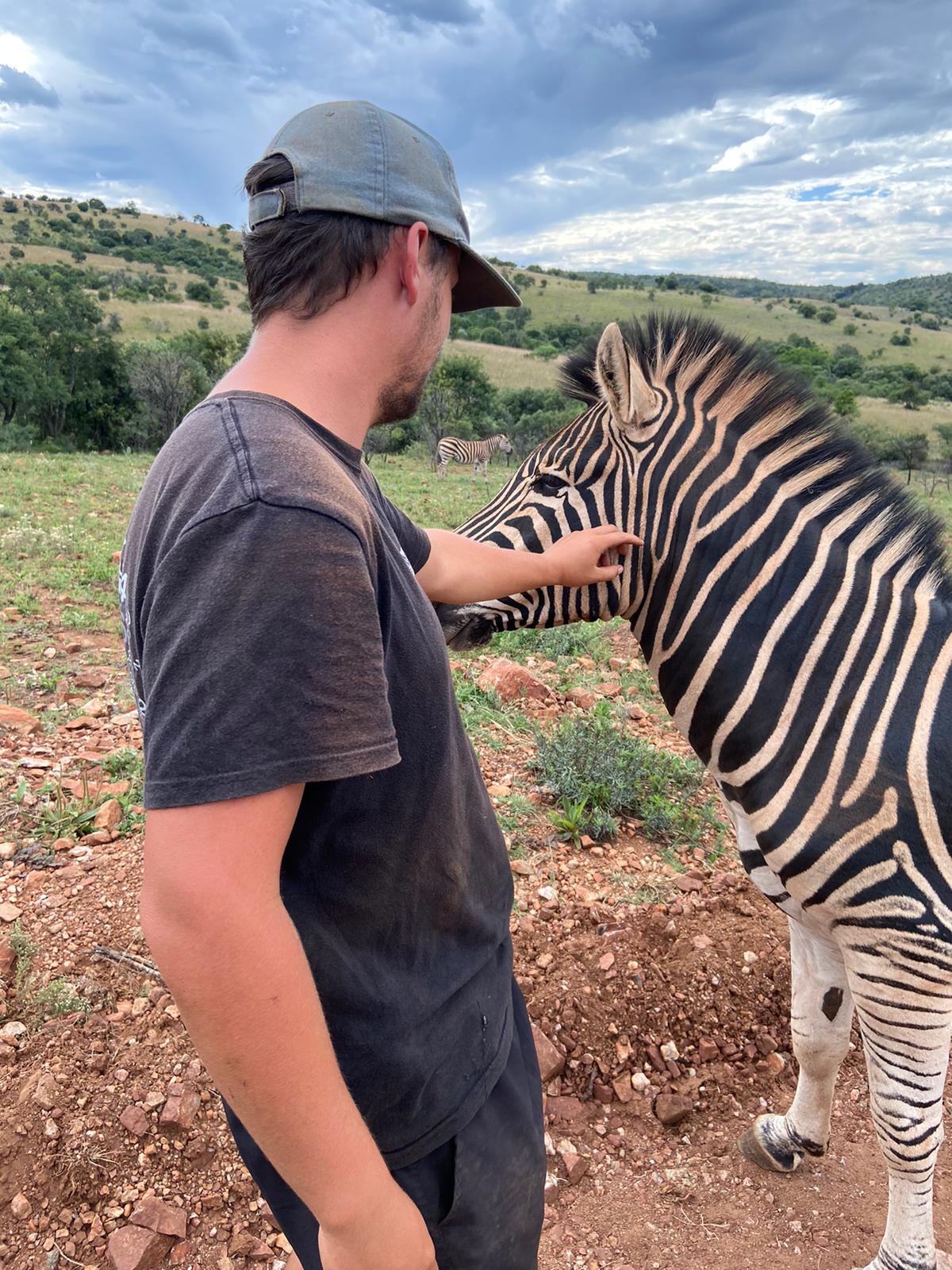 personne qui carresse un zèbre