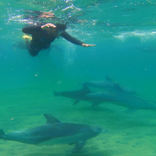 Гарантированные встречи с дельфинами на нашем 4-часовом туре для плавания.