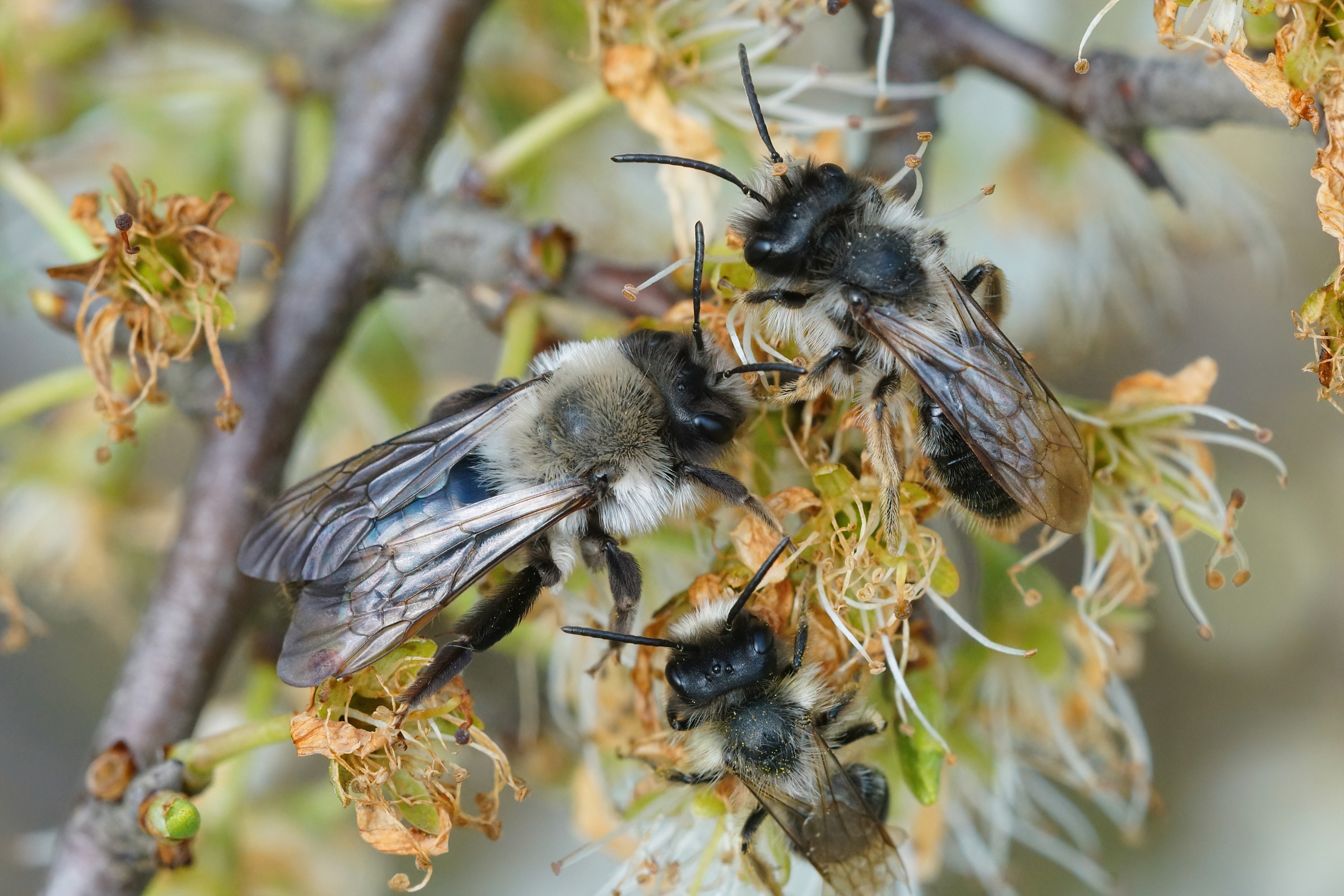 arbre fruitier morbihan