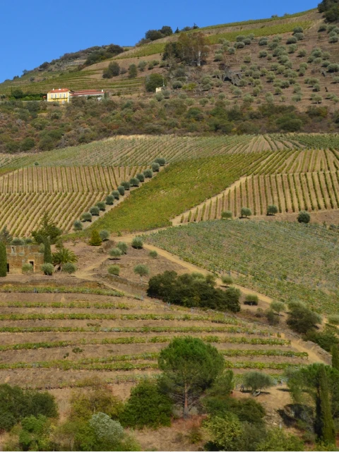campo verde e castanho durante o dia