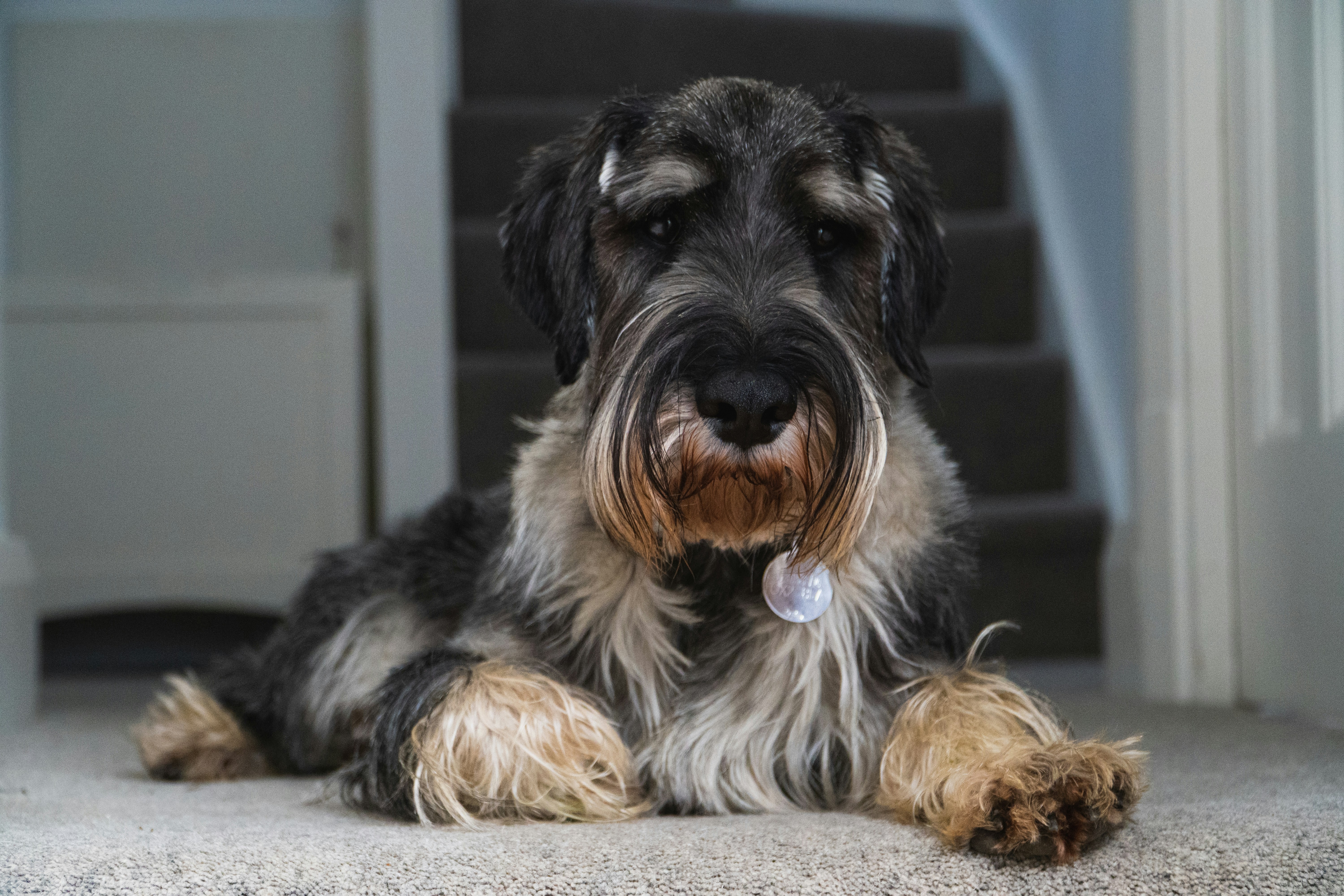 scottish terrier siting ona carpet