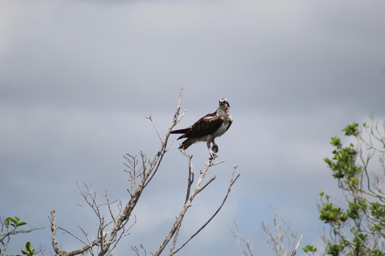 A boat moving through Everglades wetlands