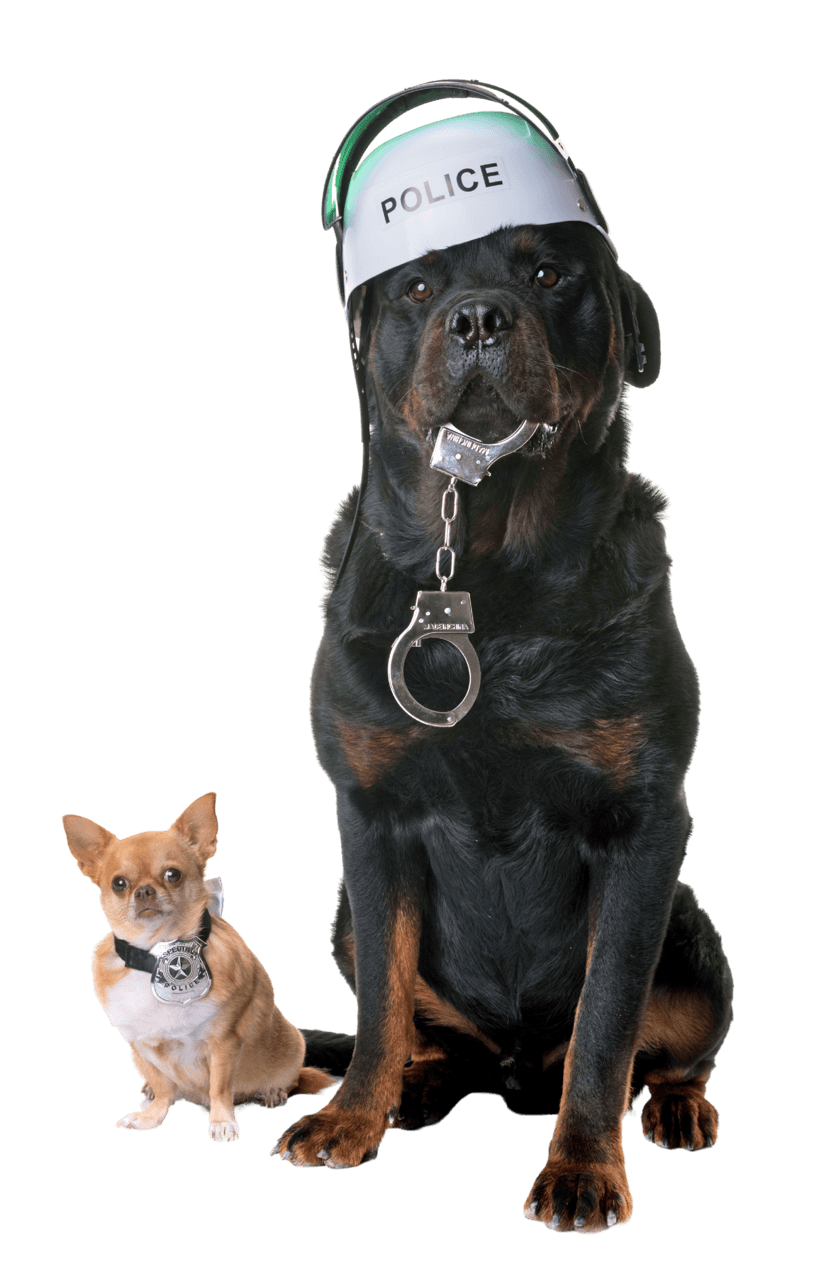 Zwei Hunde als Polizisten: Rottweiler mit Helm und Handschellen, Chihuahua mit Marke.