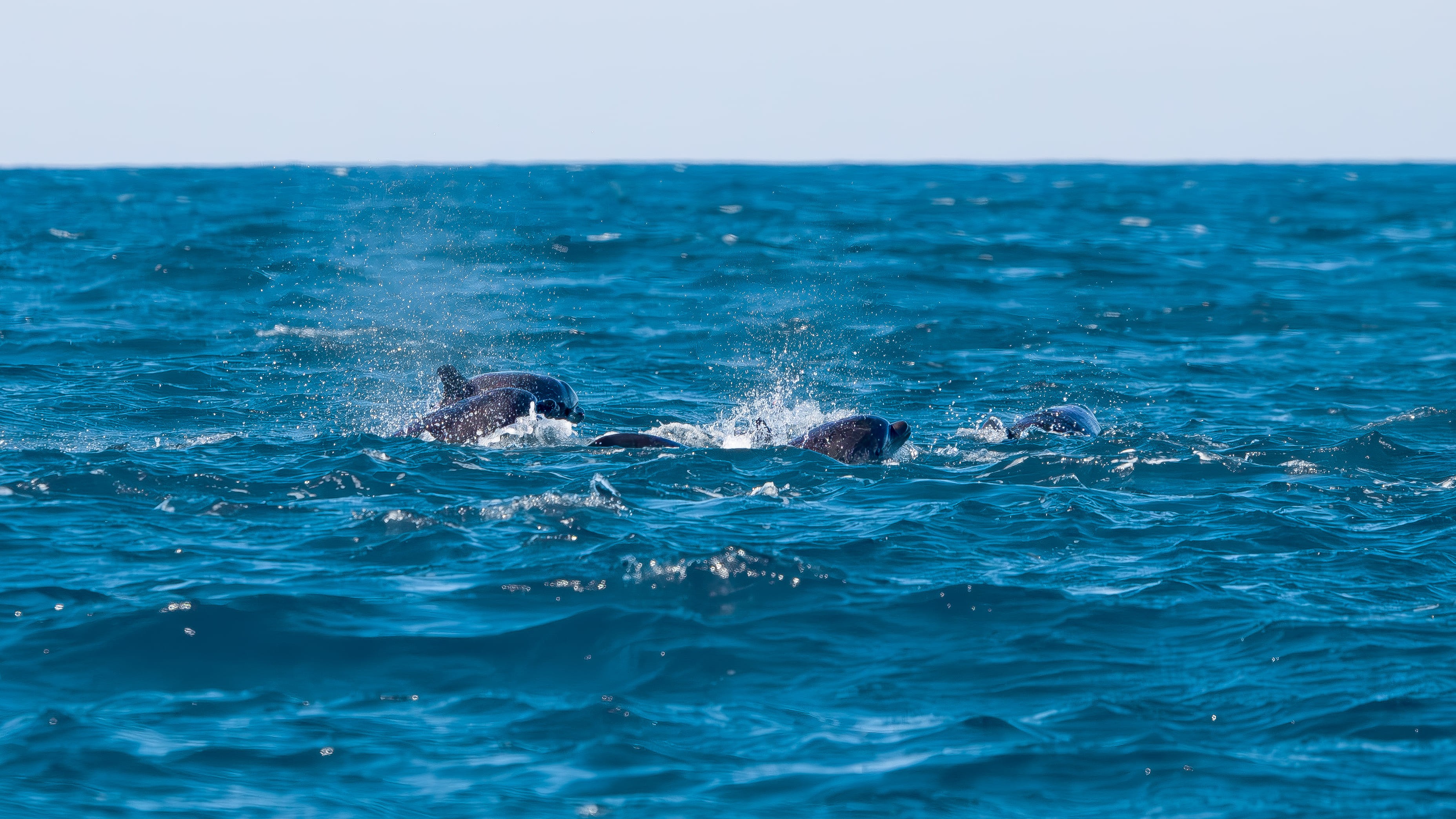 Les dauphins du Bassin d’Arcachon