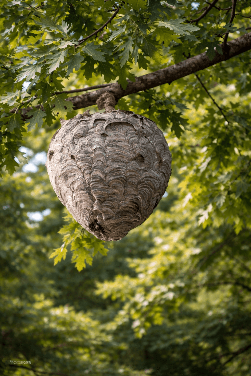 Nid de guêpes ou frelons suspendu à une branche d'arbre
