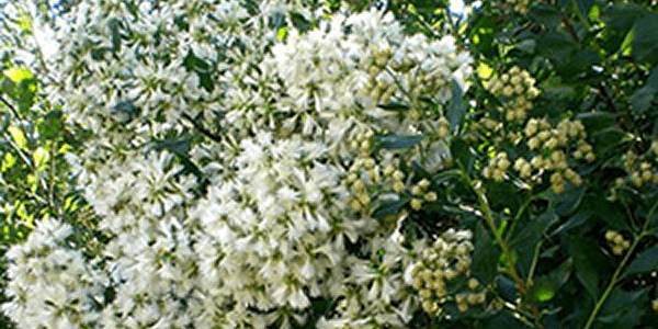 Baccharis halimifolia