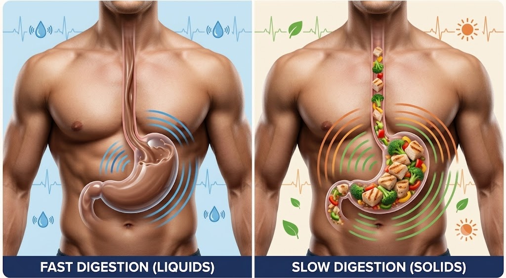 A realistic medical-style 3D illustration of the human digestive system with two digestion pathways. On the left, a protein shake rapidly moving through the stomach into the small intestine. On the right, a solid meal slowly digesting in the stomach with gradual nutrient release. Soft blue and warm orange color coding representing fast versus slow digestion.