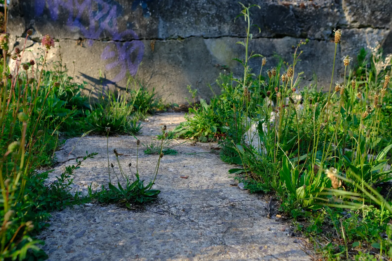 A concrete pathway overgrown with grass and plants, leading through a natural landscape.