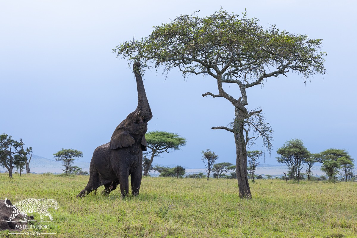 Central Serengeti 2023 Trip Report