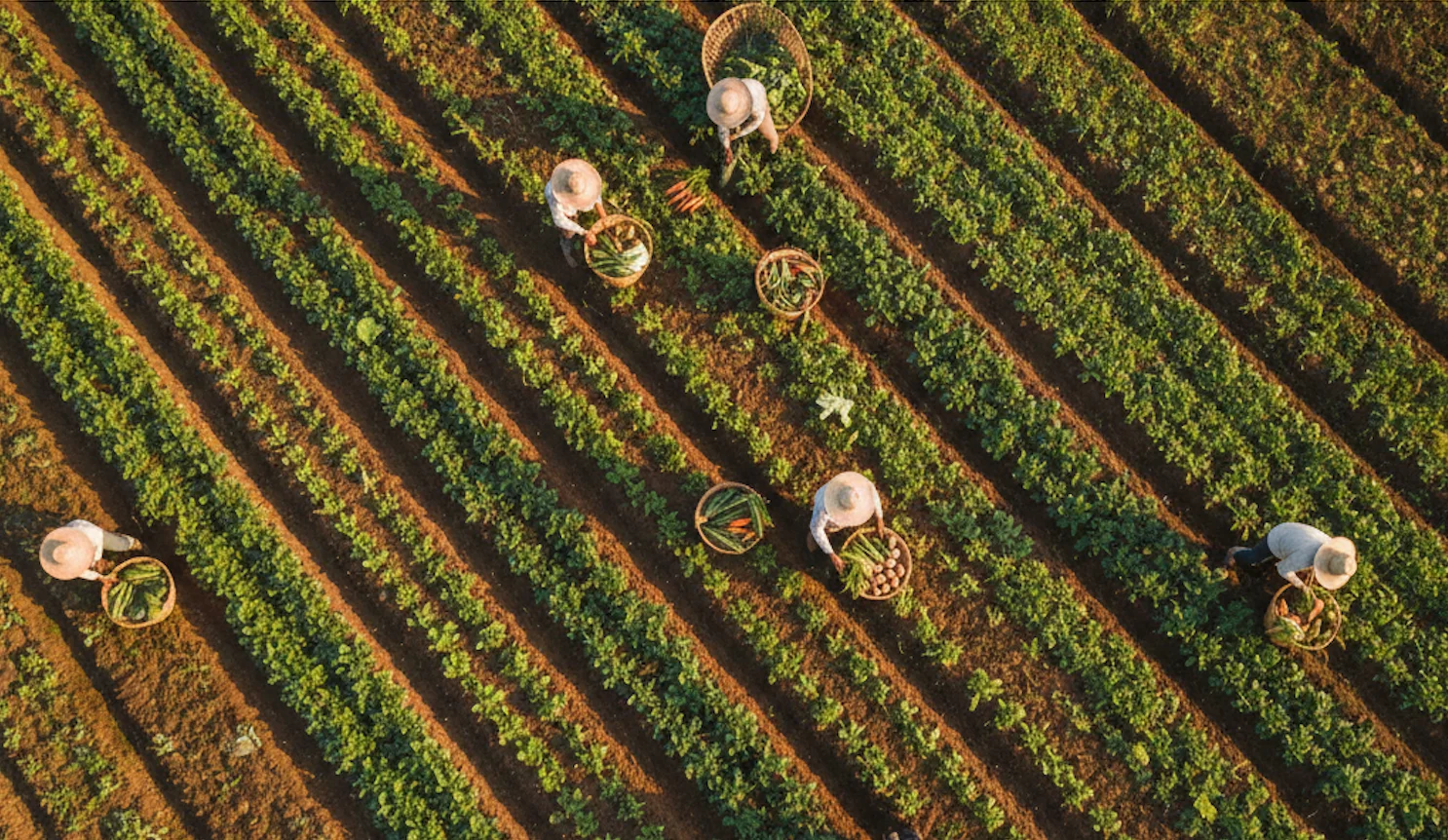 Cover banner for EU forced labor regulation article represents farming activity taken by a drone