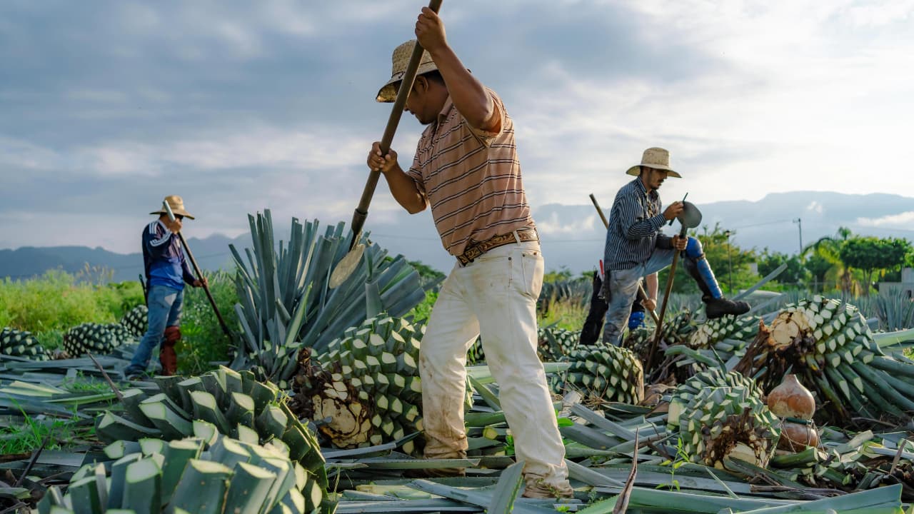 A field-side look at raicilla, the coastal Jalisco cousin of mezcal.