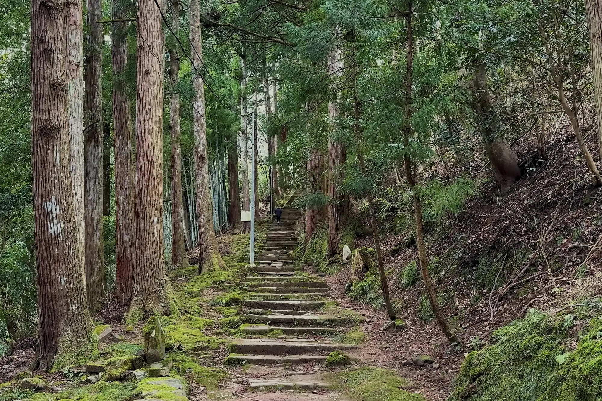 Mossy stone steps climbing through cedar forest on the path to Onsenji.