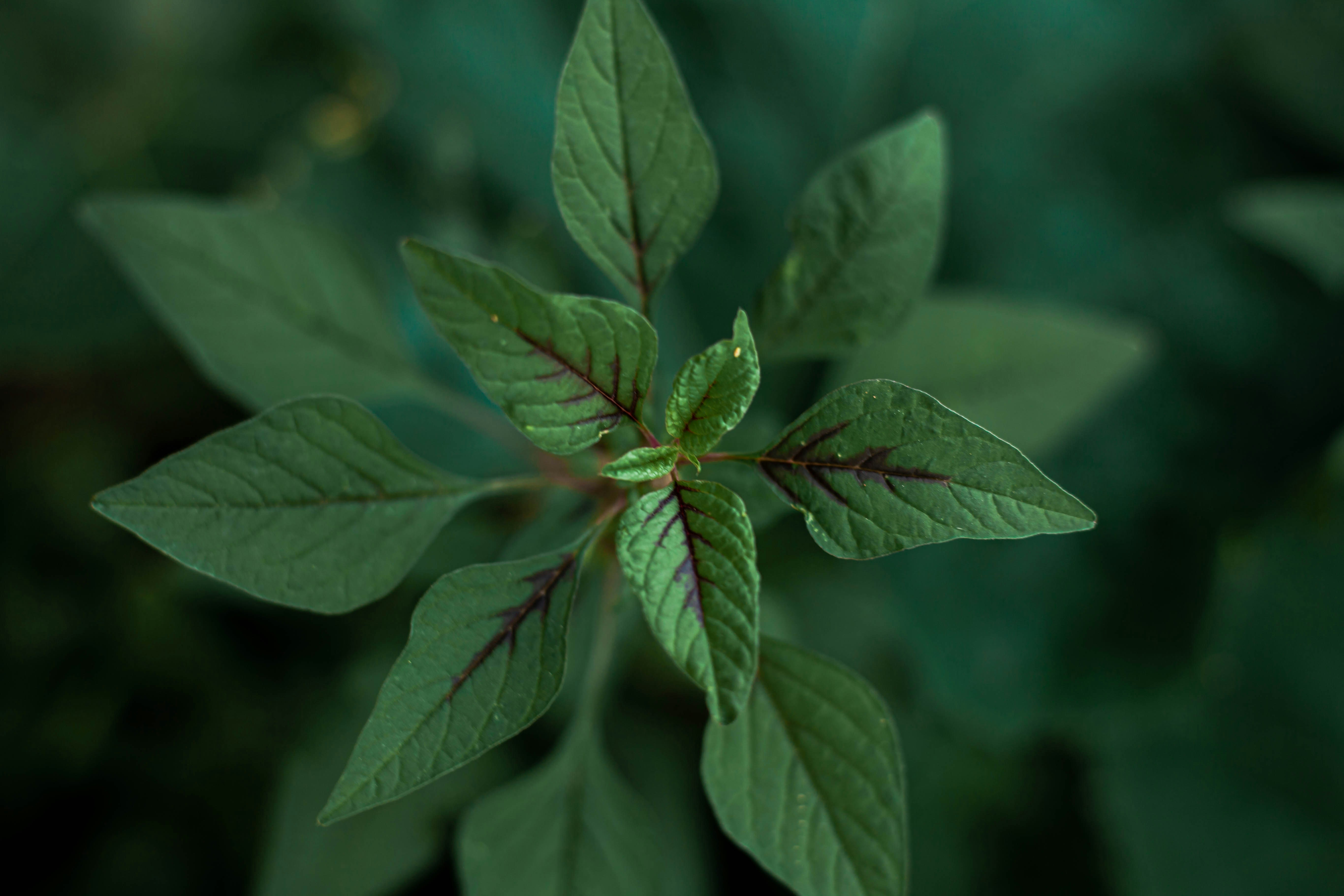 green leaf plant in close up photography