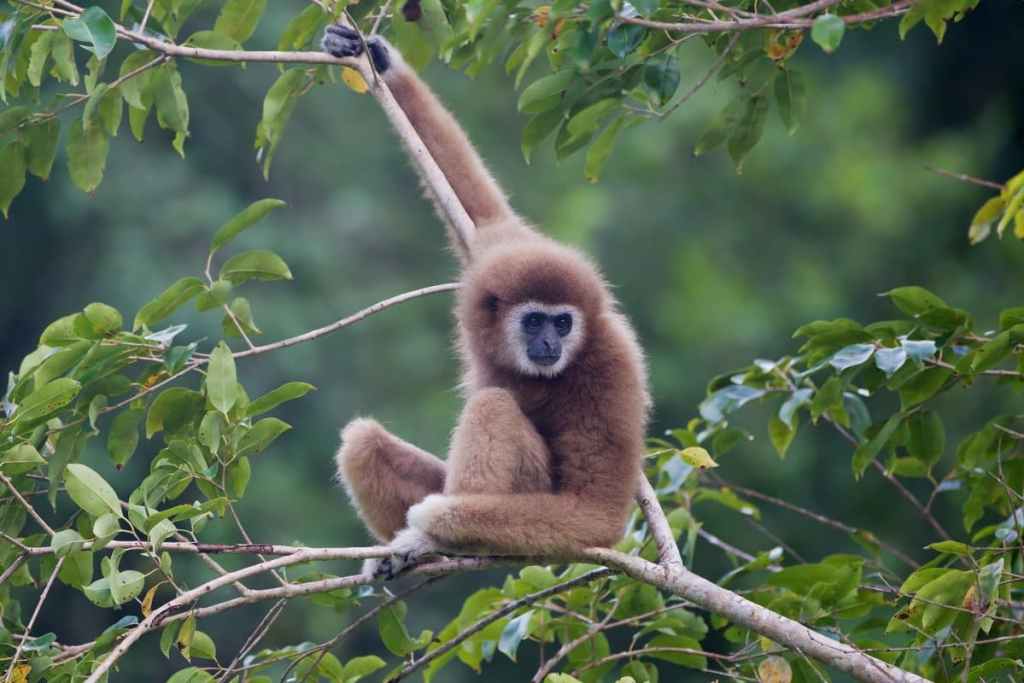 Gibbon in tree, Thailand