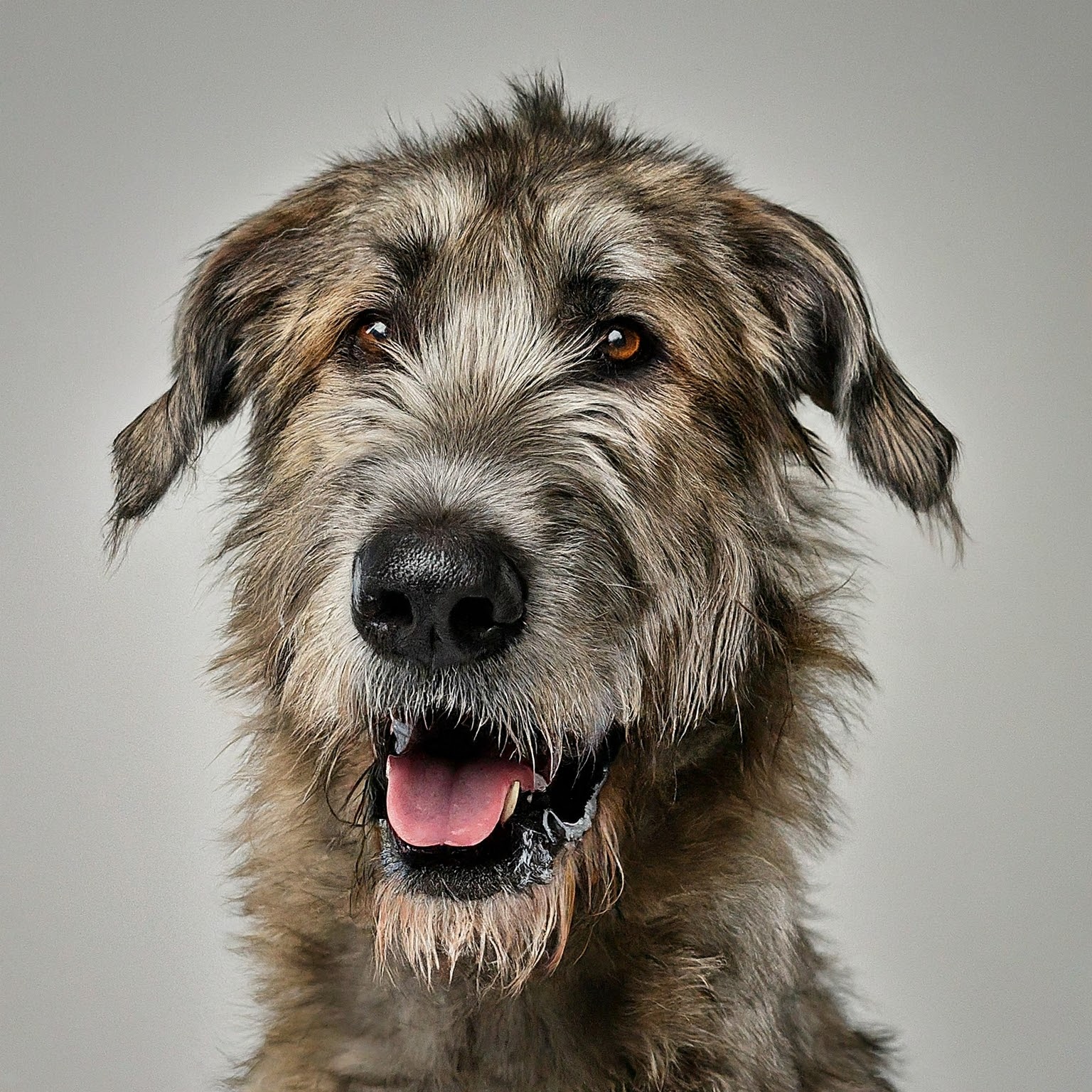 BUDDYUNO, Irish Wolfhound