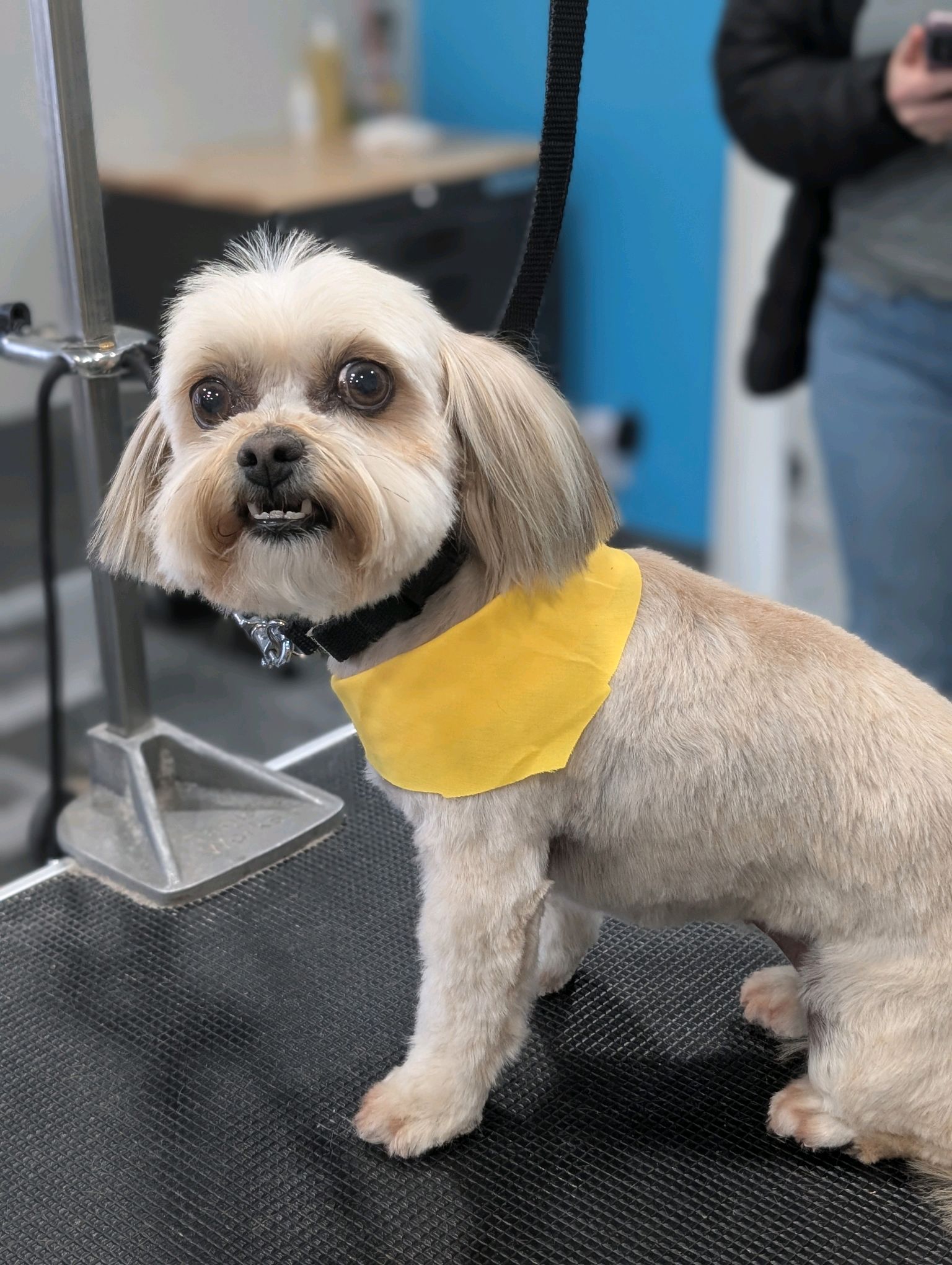 Small Dogs Grooming Gallery Of Photos - Wags To Riches Dog Grooming