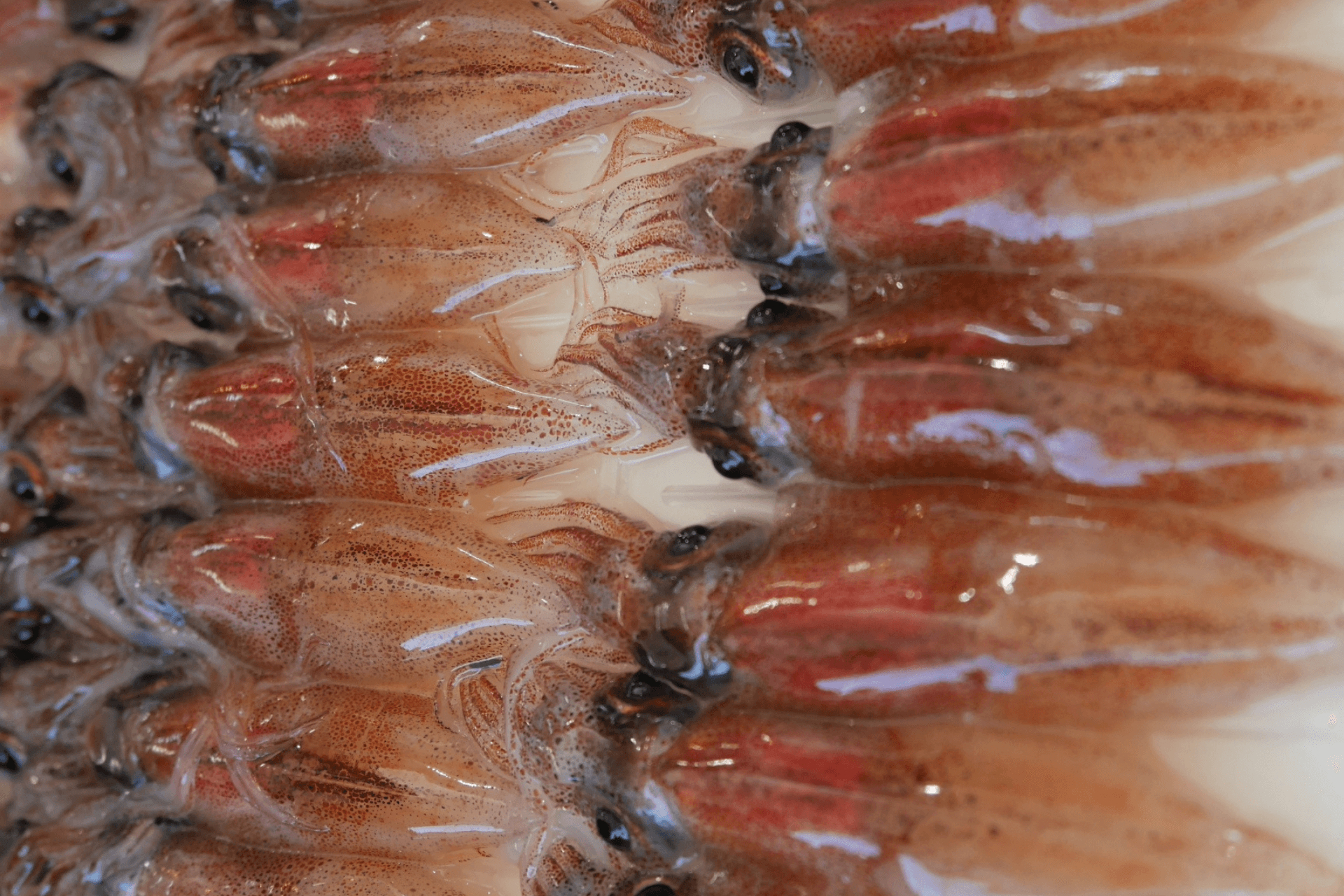 皿の上に乗った新鮮なホタルイカ｜ホタルイカには旋尾線虫という寄生虫が潜み、生食すると腸閉塞・皮膚爬行症を引き起こすリスク