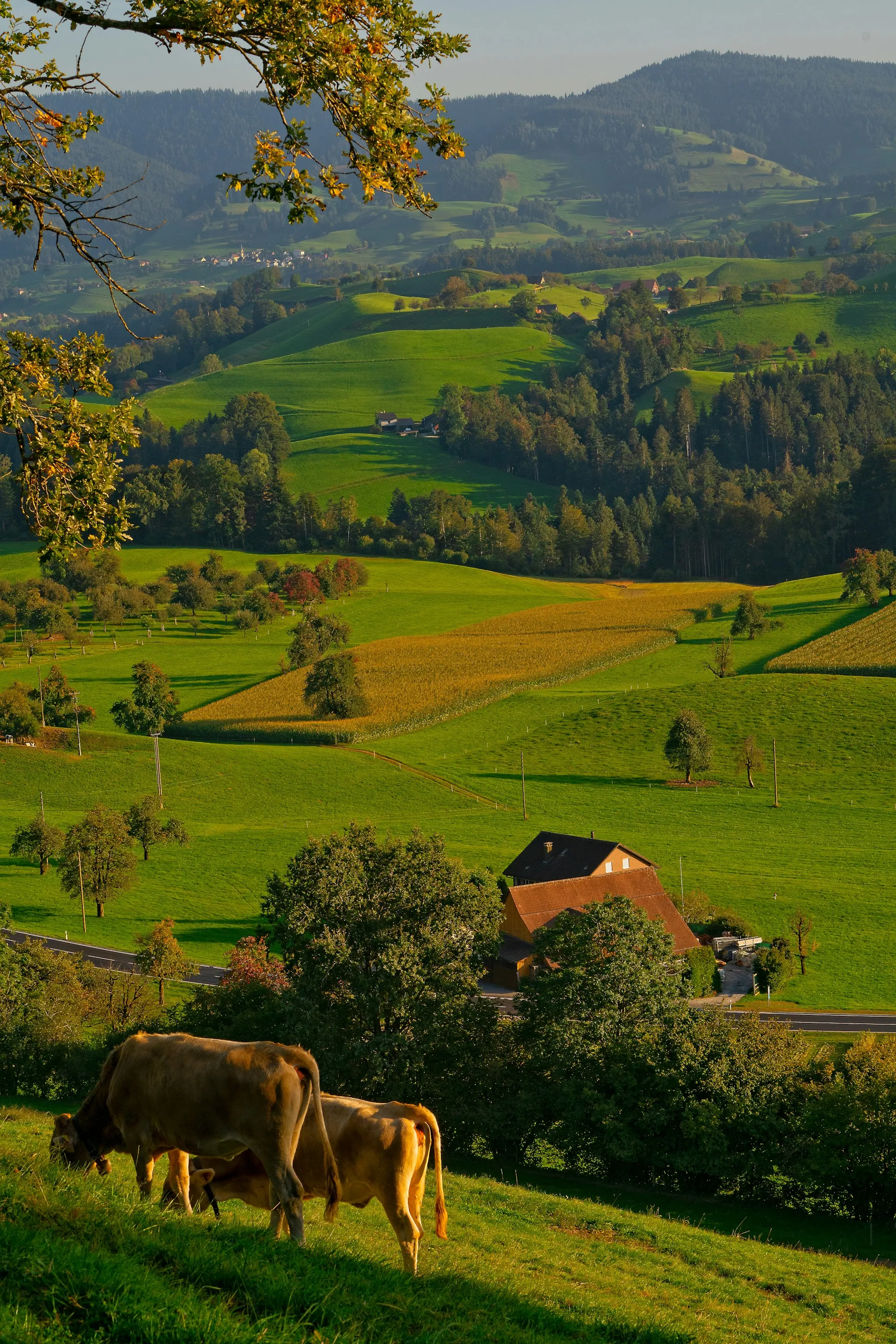 A farm located in in the moutains, with sheep herd