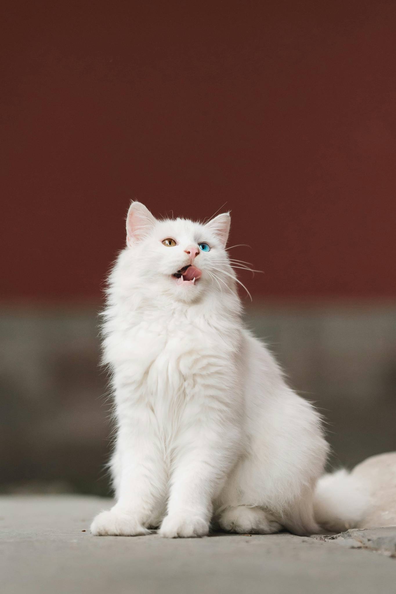Turkish Angora Breed History