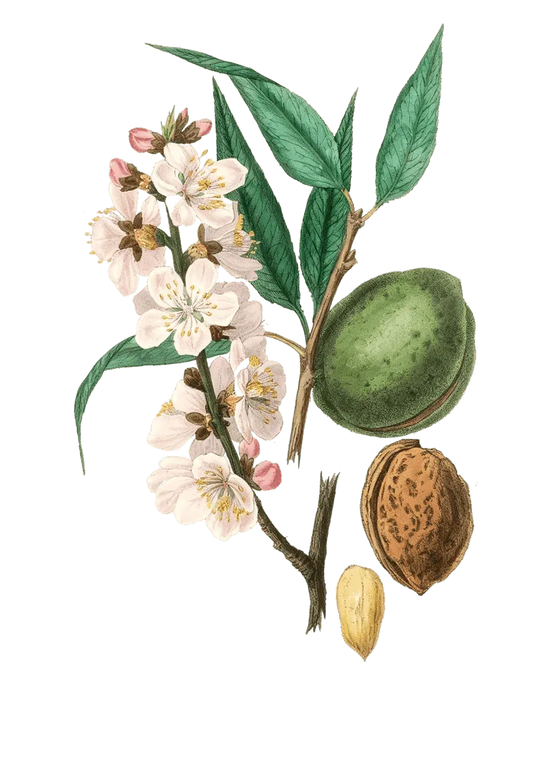 εικονογραφημένο κλαδί αμυγδαλιάς