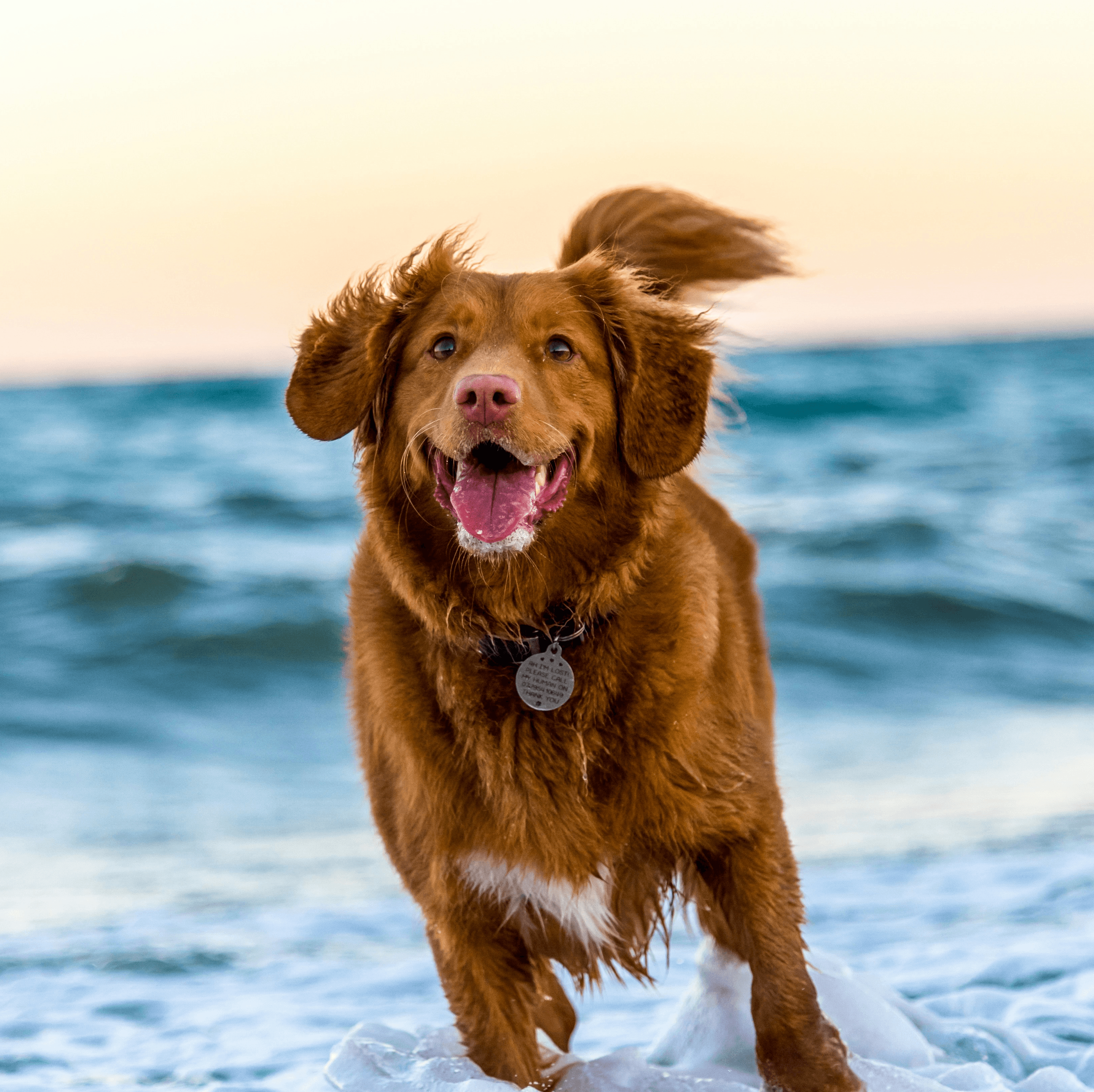 dog running on beach during daytime