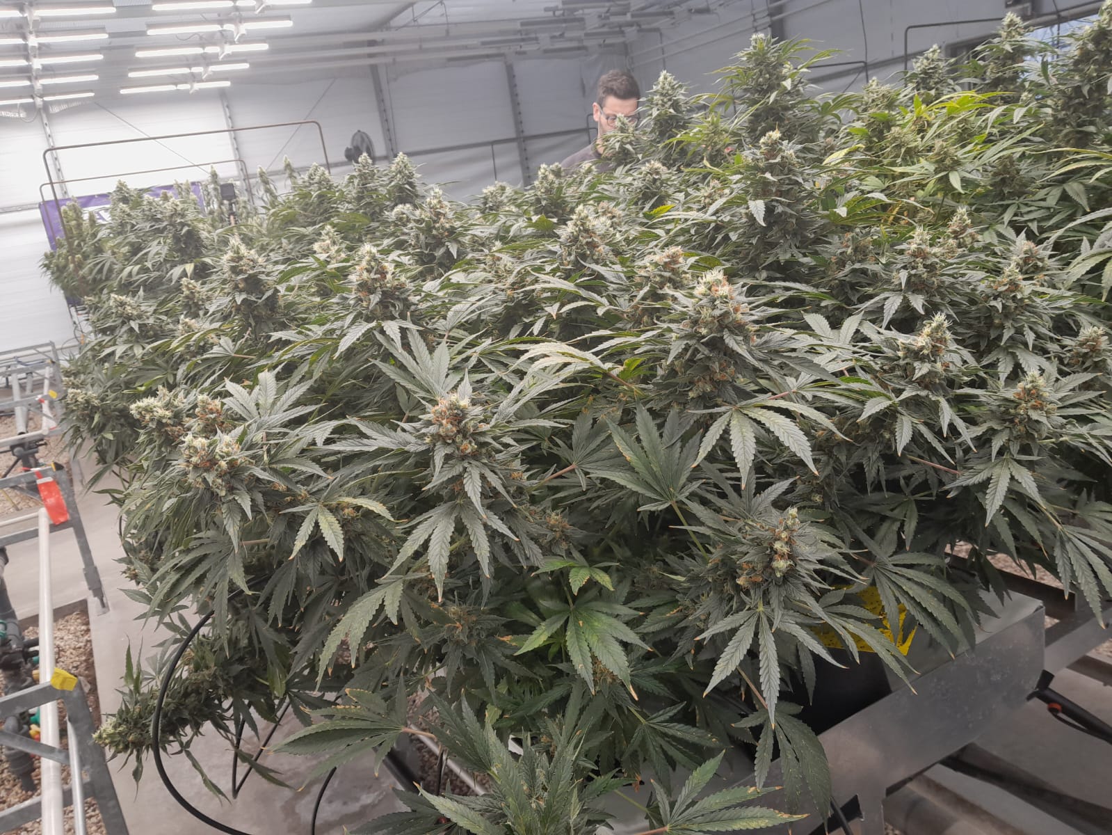Horti XS projects ProCann
