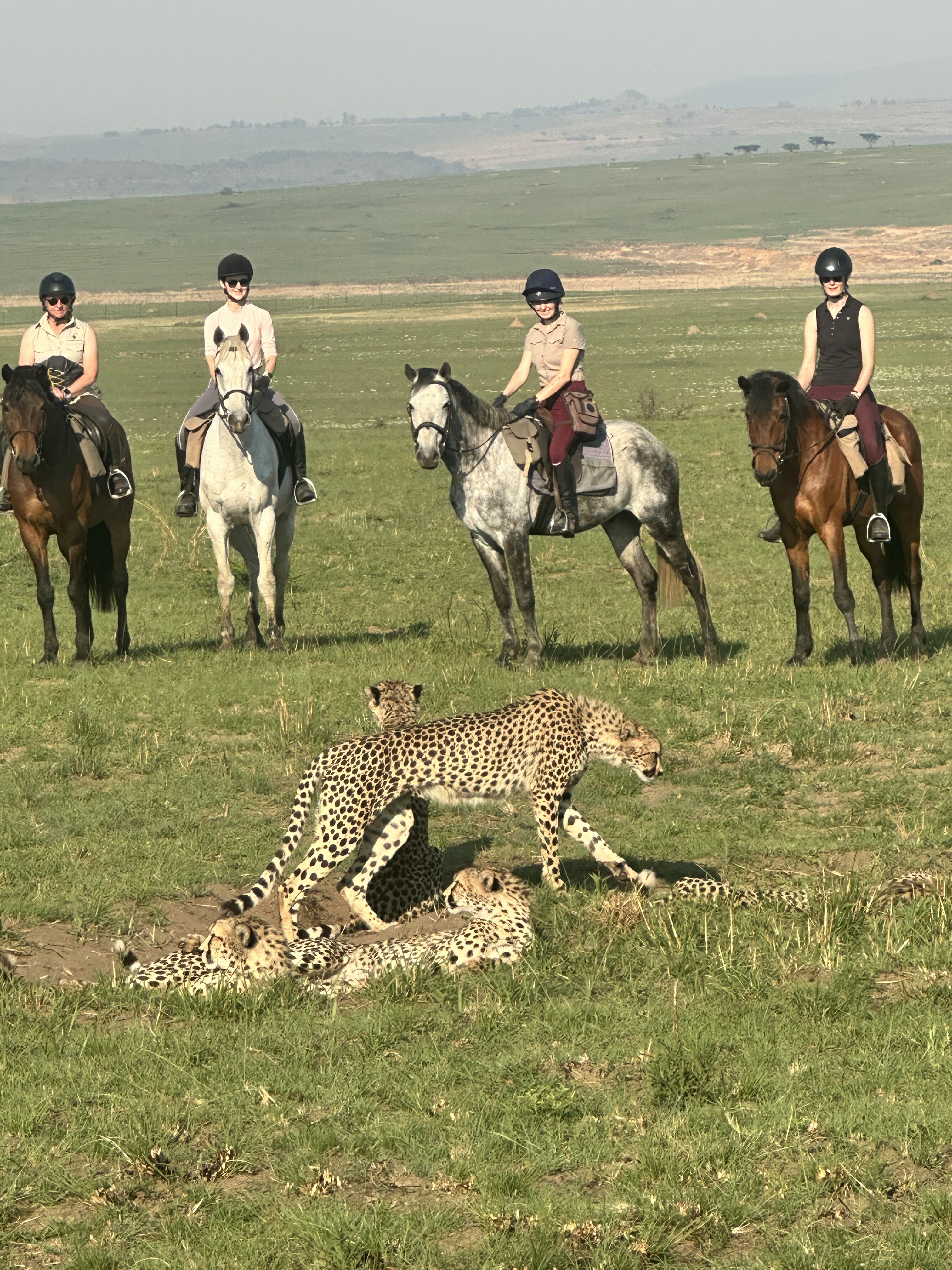 Kilimanjaro Elephant Ride, Arusha National Park, Tanzania – elefant i högt gräs tittar mot kameran, medan fem ryttare till häst på ridsafari i bakgrunden betraktar elefanten i ett grönt och frodigt landskap.