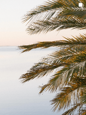 Palm fronds overlooking the Streaky Bay shoreline