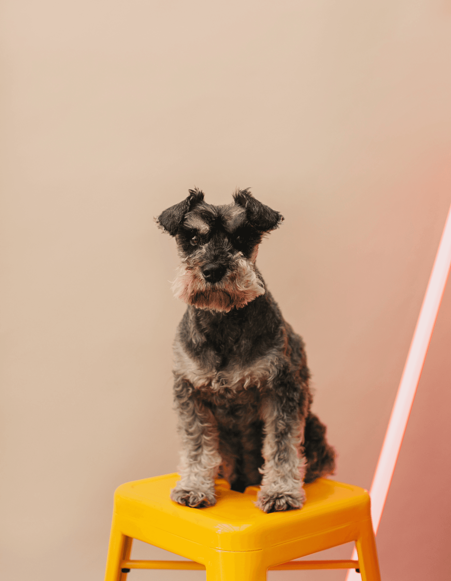 Photo of a dog sitting in a yellow chair