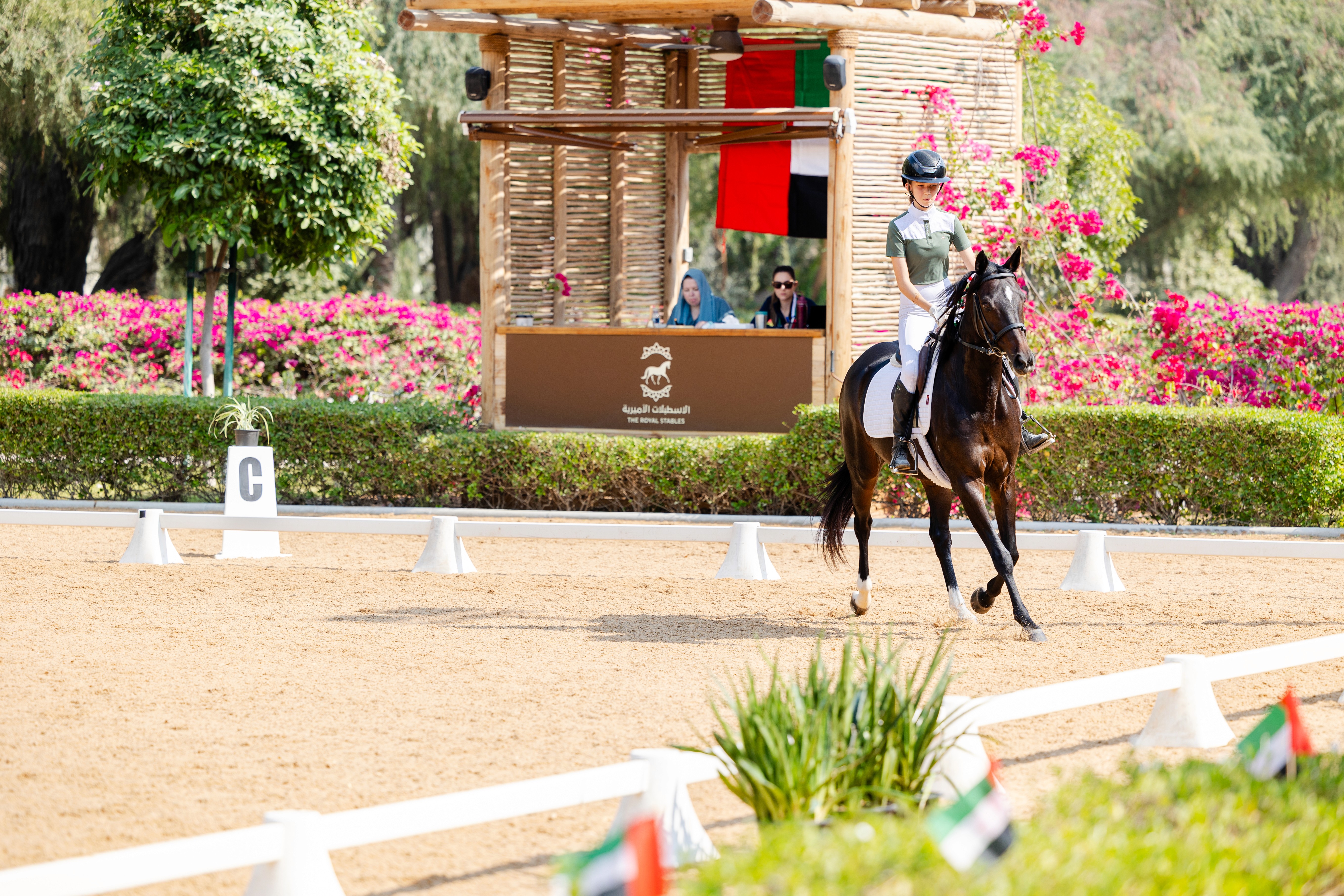 Horse in dressage arena