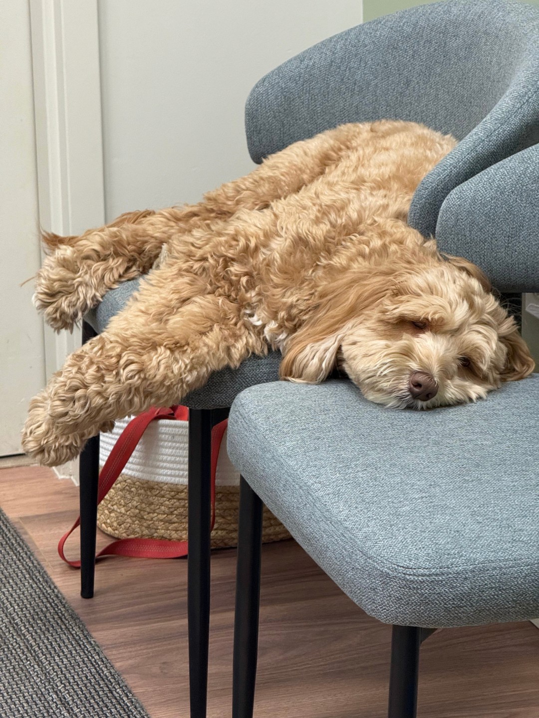 A fluffy goldendoodle therapy dog fully stretched out and sleeping across two blue upholstered office chairs.