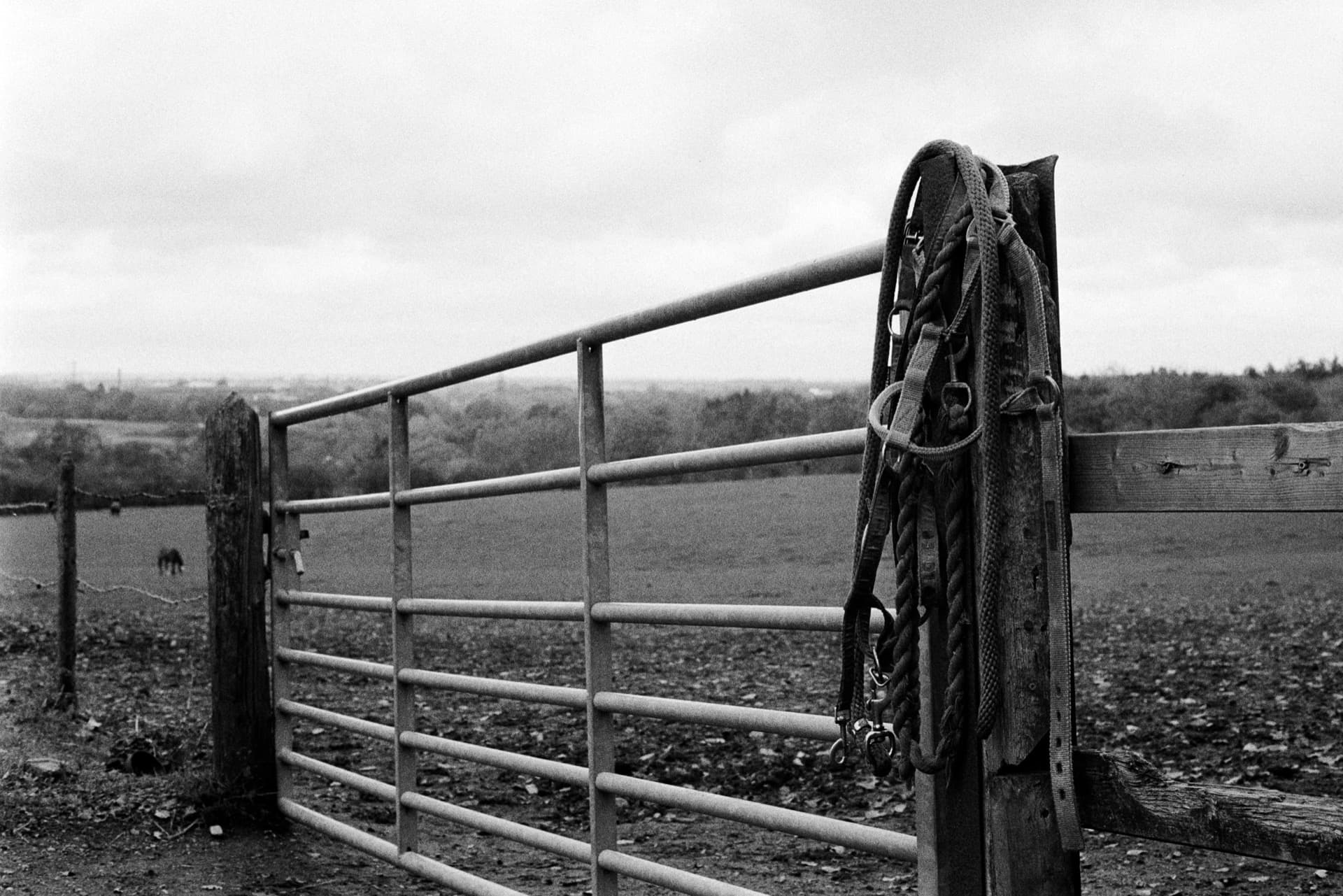 Metal farm gate with horse bridles and leads hanging from wooden post overlooking ploughed field