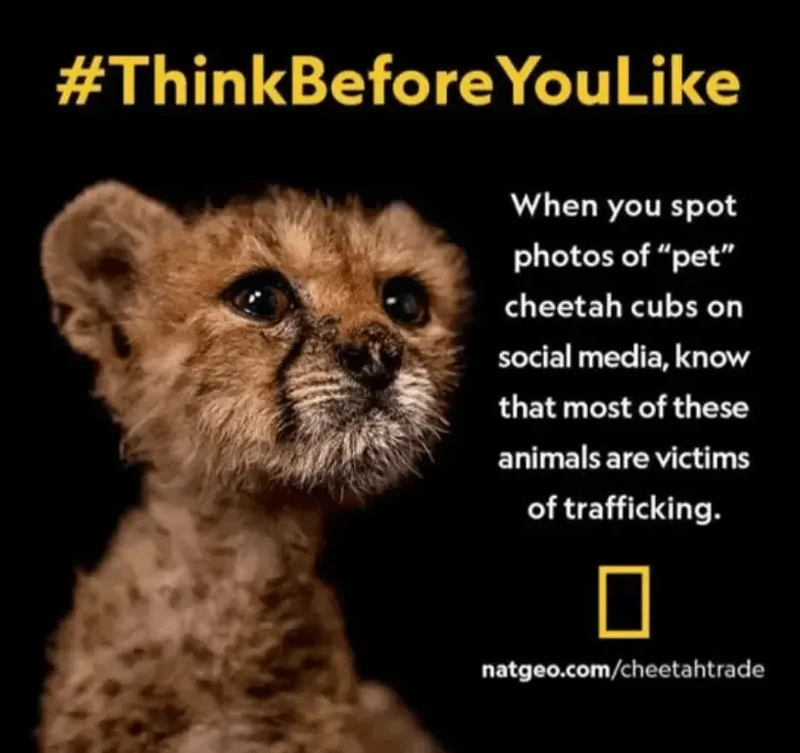 National_Geographic_Cheetah_Trafficking_Campaign