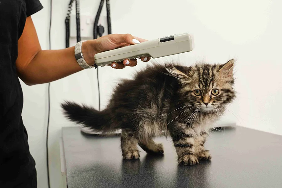 A veterinarian is holding a gadget over a kitten standing on the exam table.