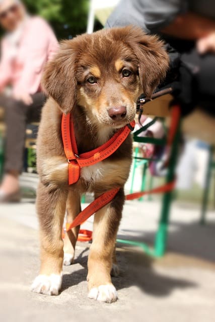 An Australian shepherd puppy wearing an orange Y-shaped harness on a patio