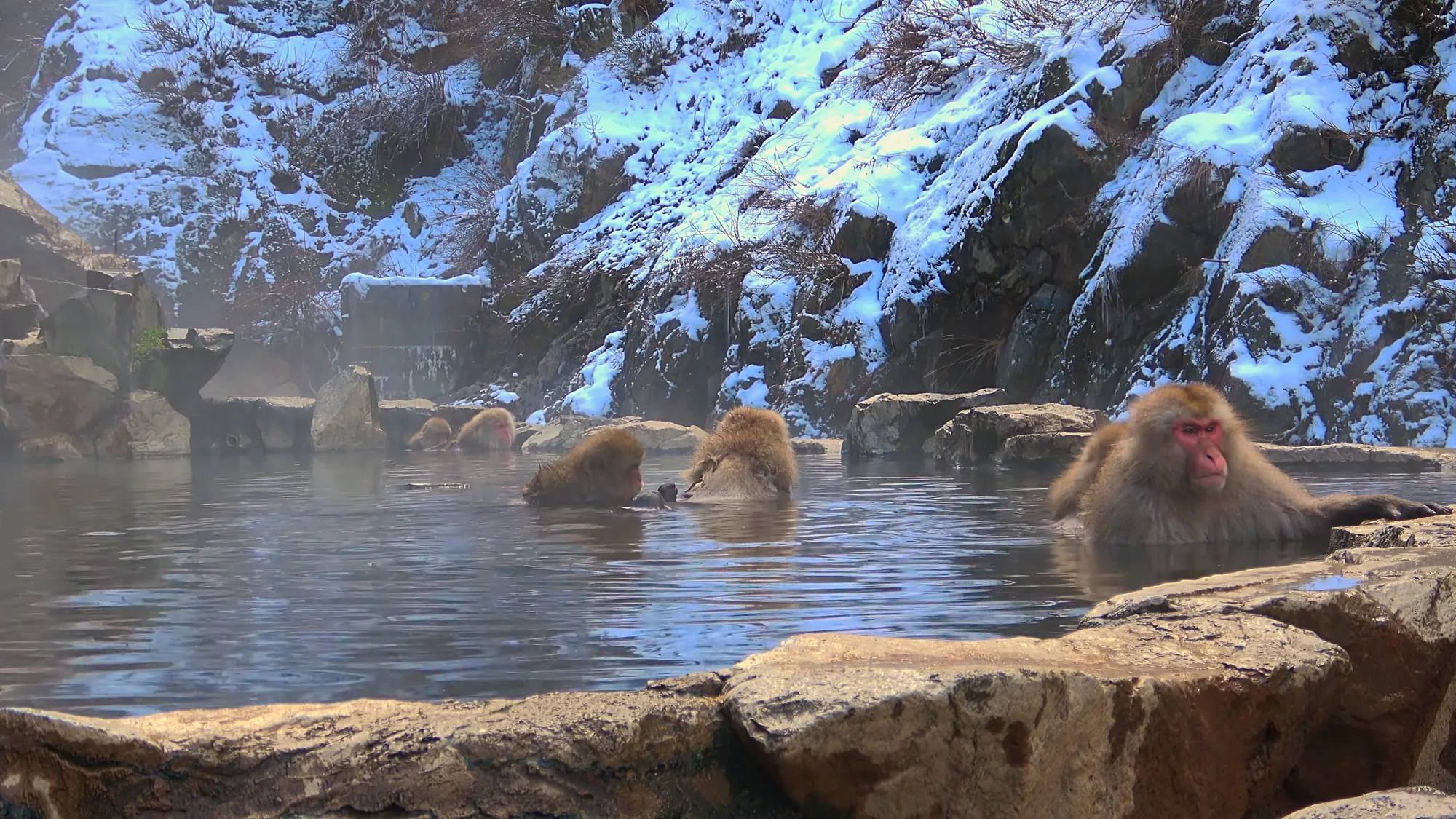 Snow monkeys soak in the steaming Jigokudani hot spring below snow-covered cliffs in deep winter.