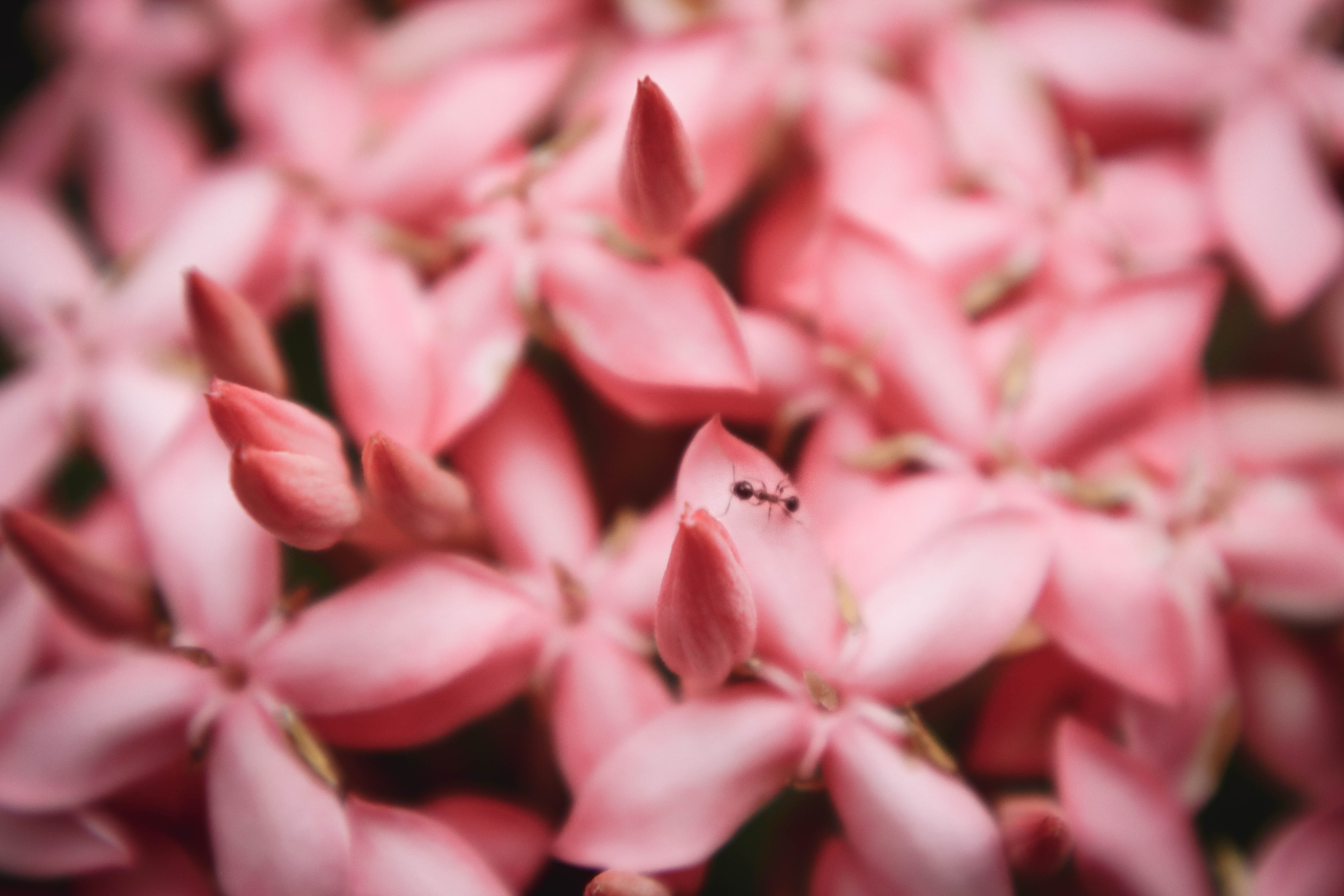 Ant in Pink Flowers, Hawaii