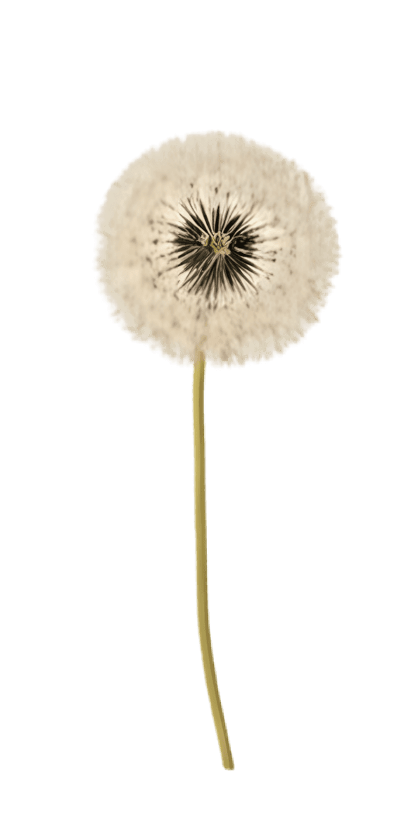 White flower as part of Flowgenix’s website theme