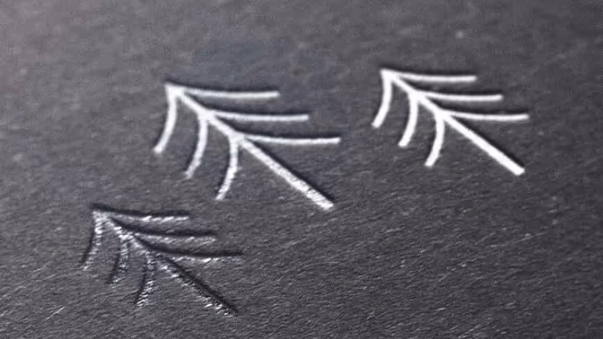 Forty Ninth Living brand illustration and custom visual artwork