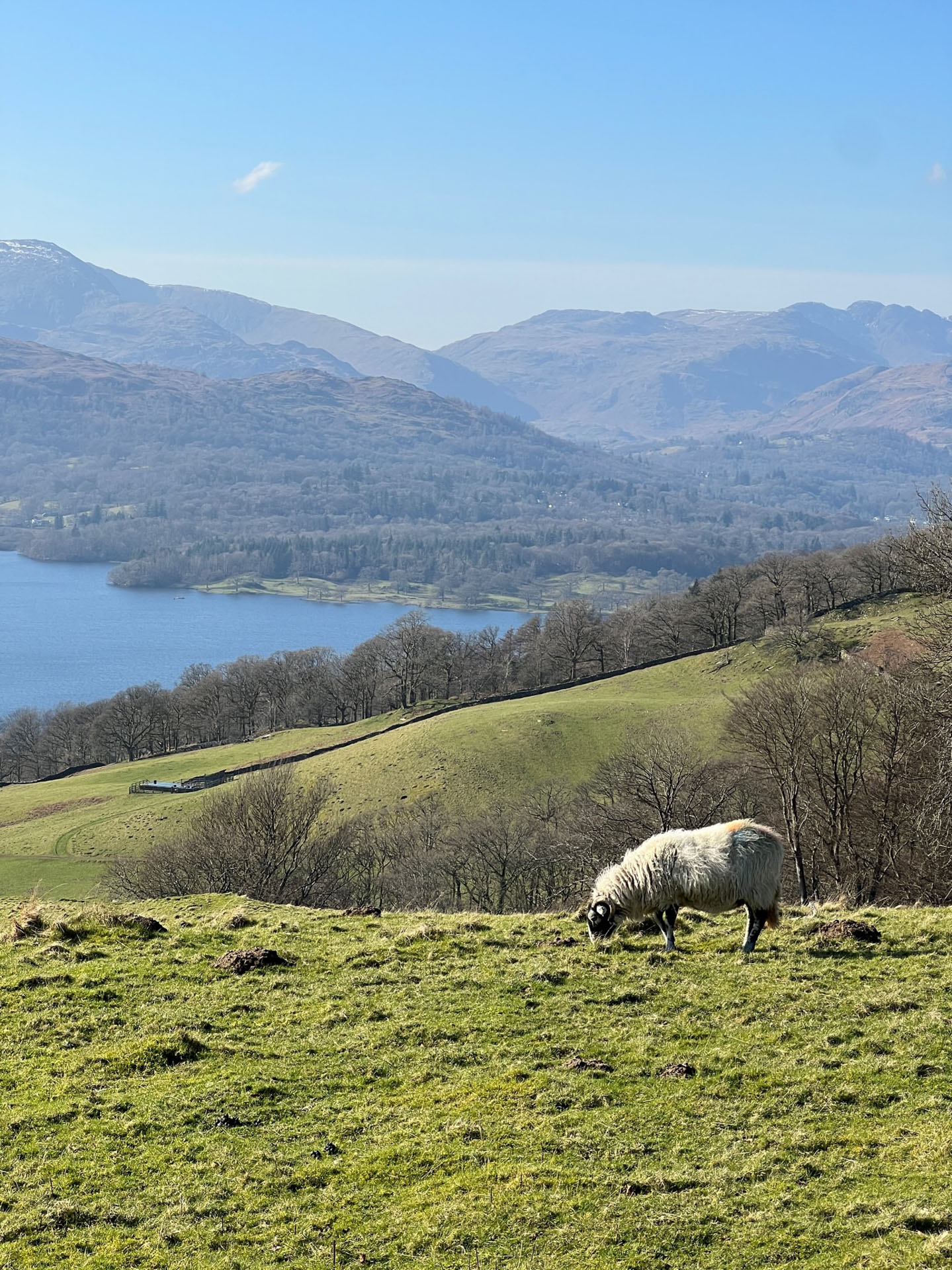 A grazing sheep on a hill near the lake. Clear blue skies above.