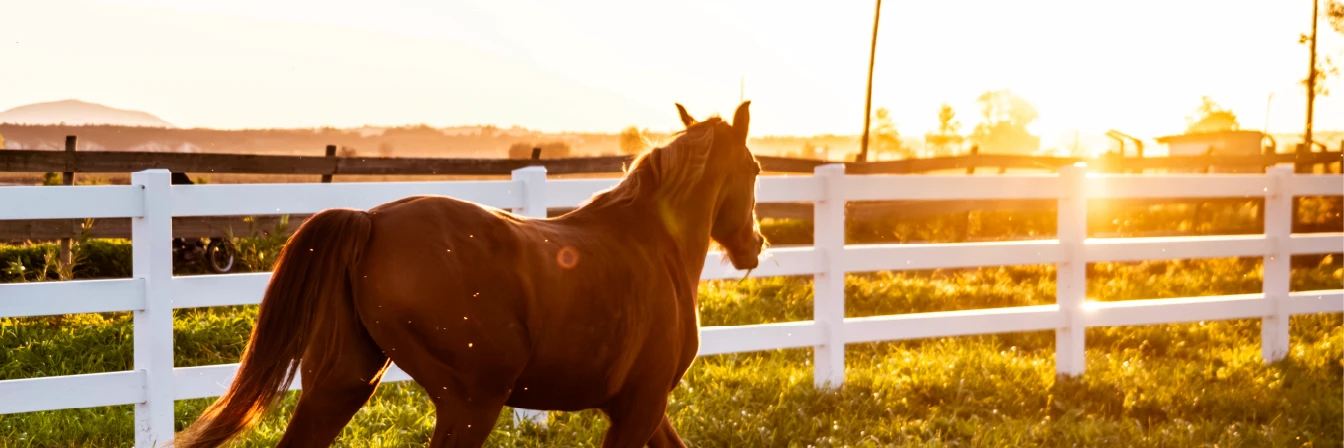 a lone tree stands alone in a field
