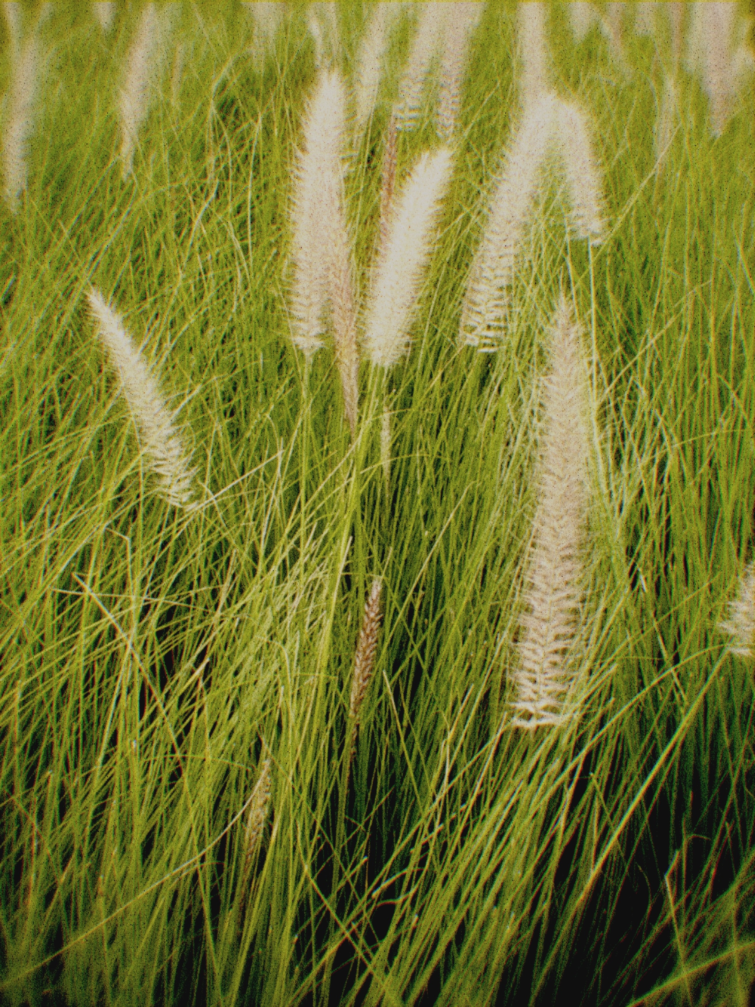 bali-day-one-reeds-2026