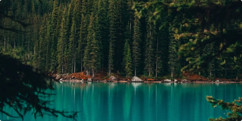 clear lake surrounded by greenery