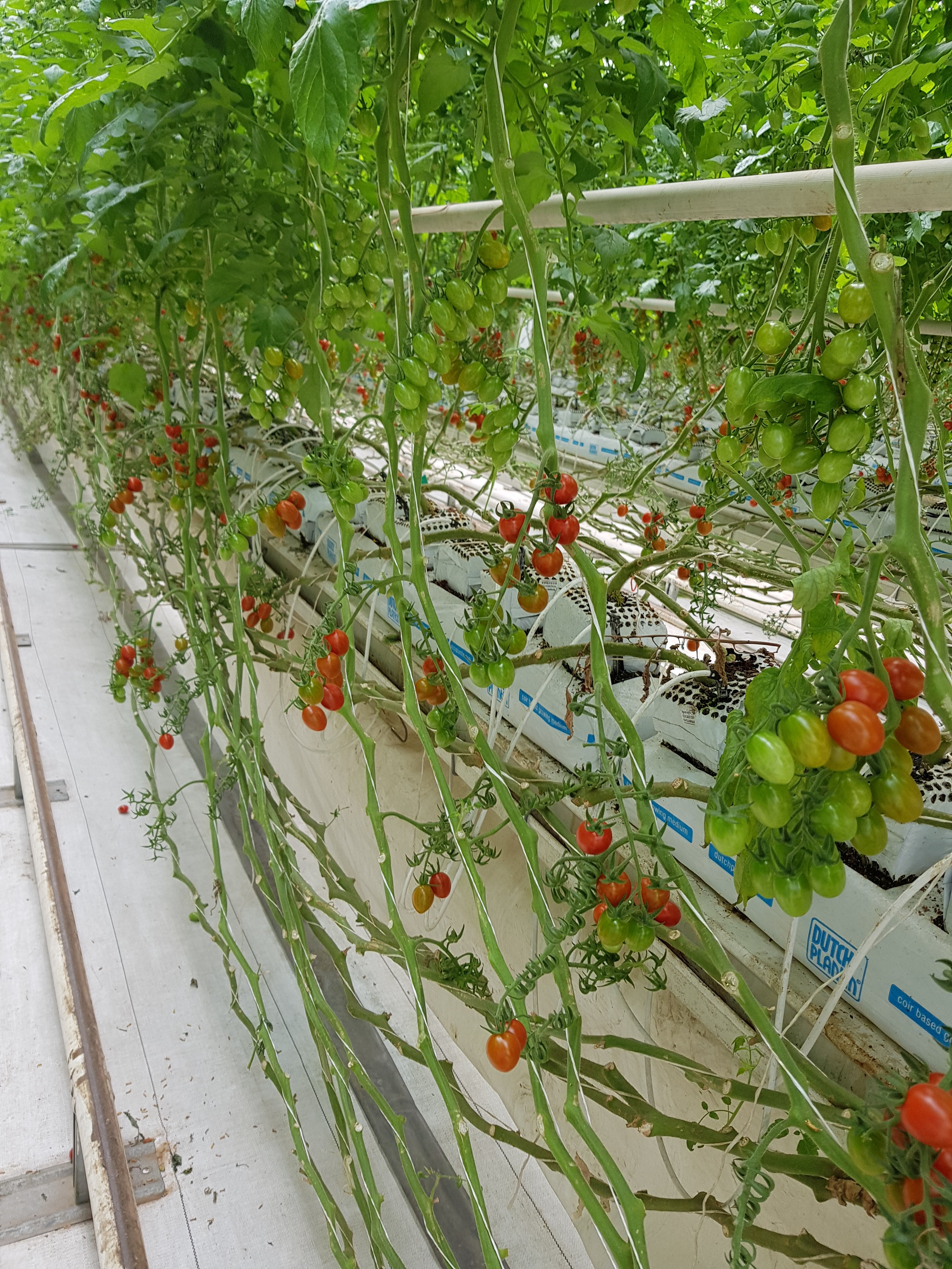Horti XS projects Nature’s Miracle
