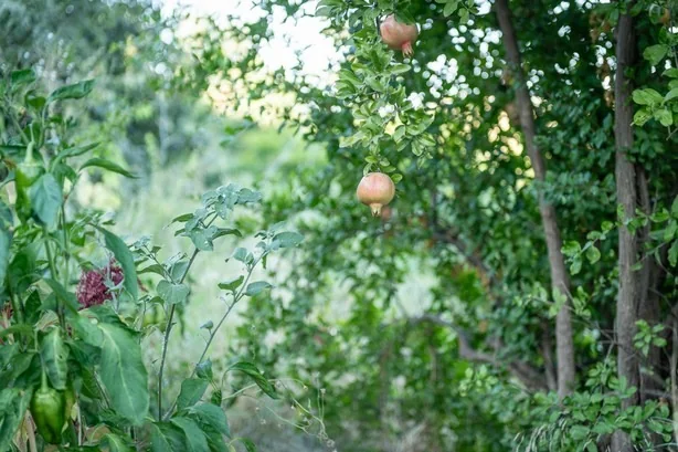 The same slope with a fruiting canopy and pomegranates in production