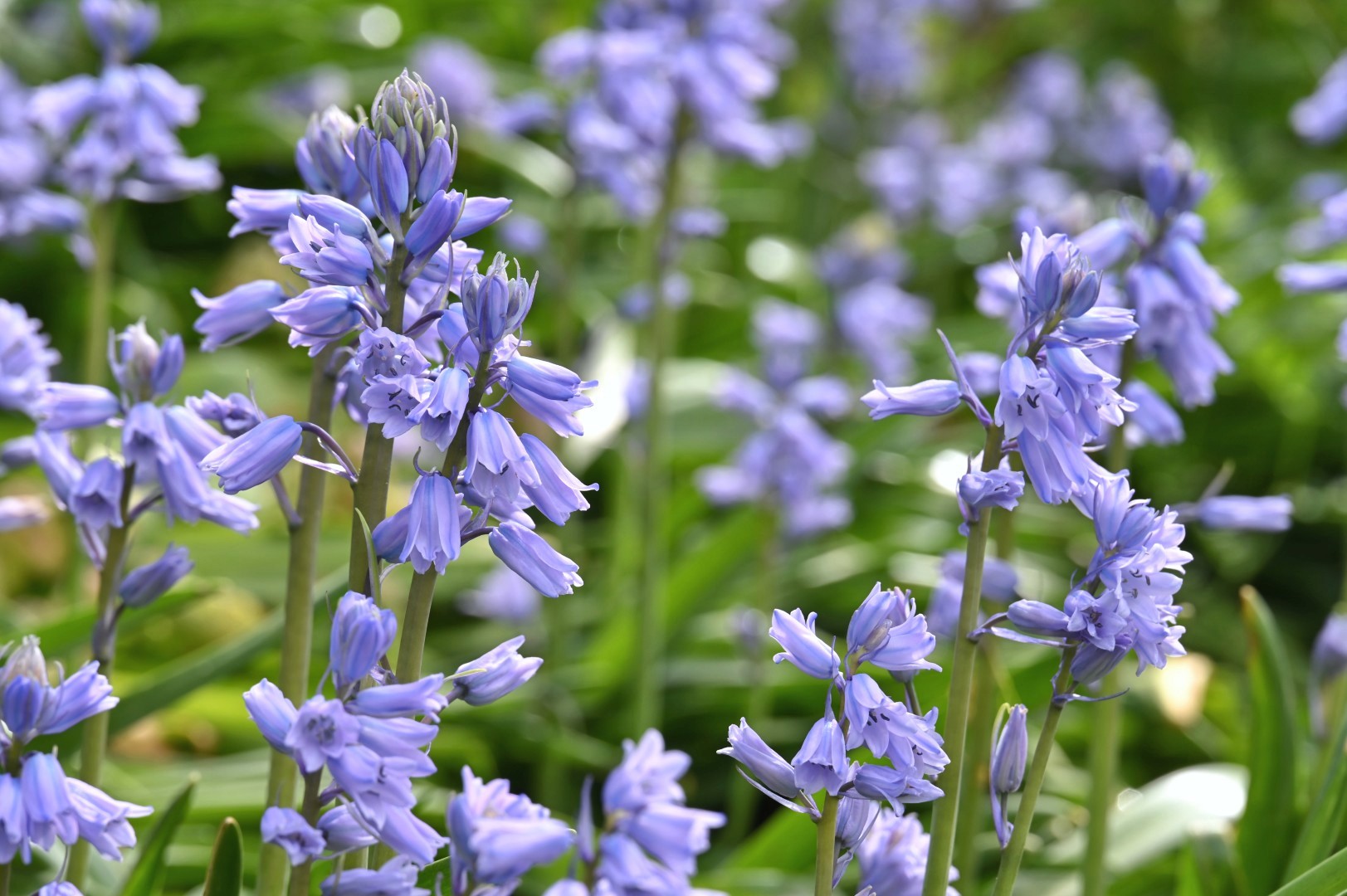 Image of bluebells.