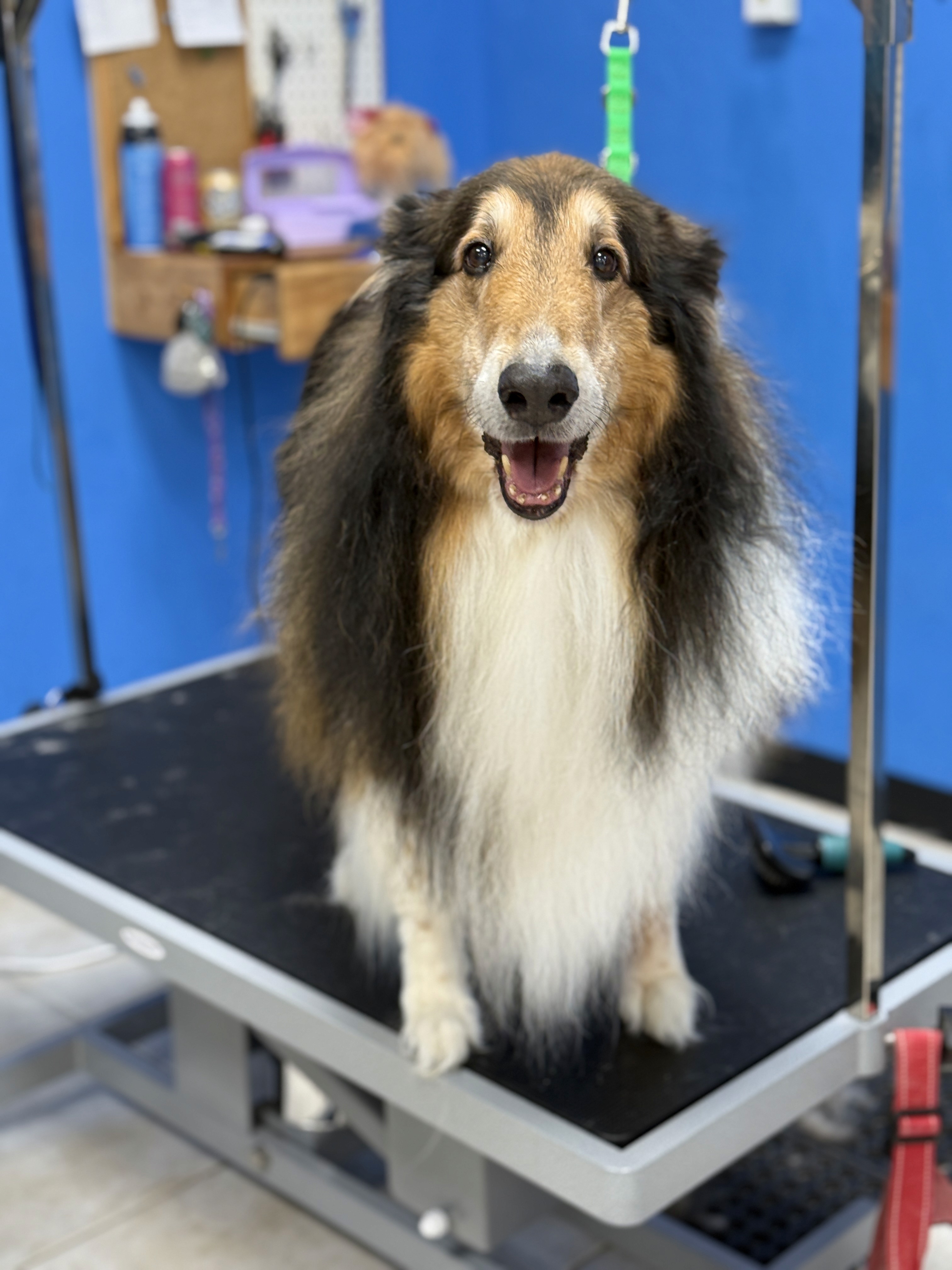Personal Pet Grooming Must Bring you own dog