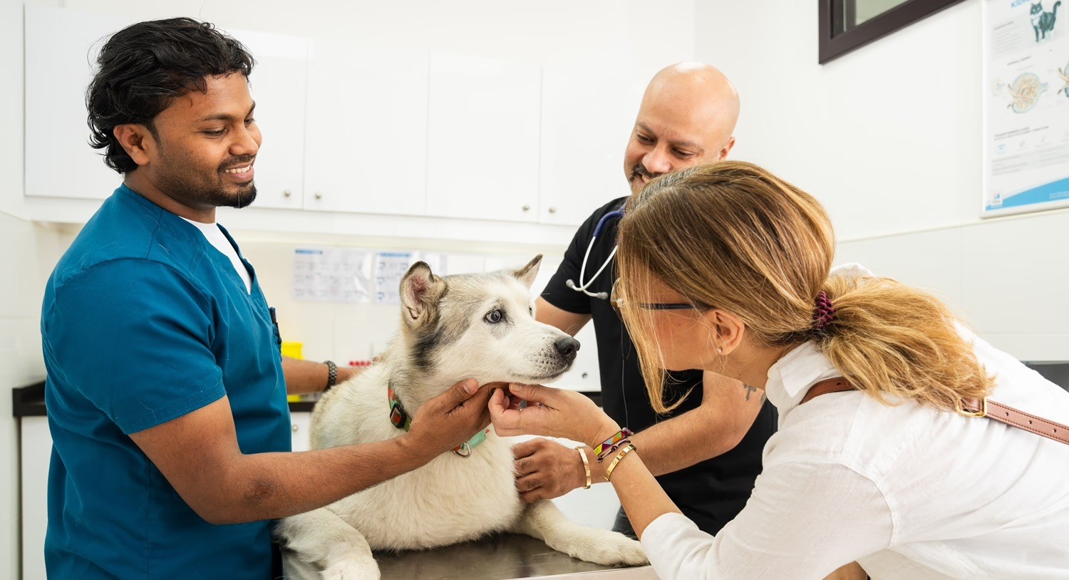 Our compassionate veterinarian happily says goodbye after treating a dog successfully in our vet clinic