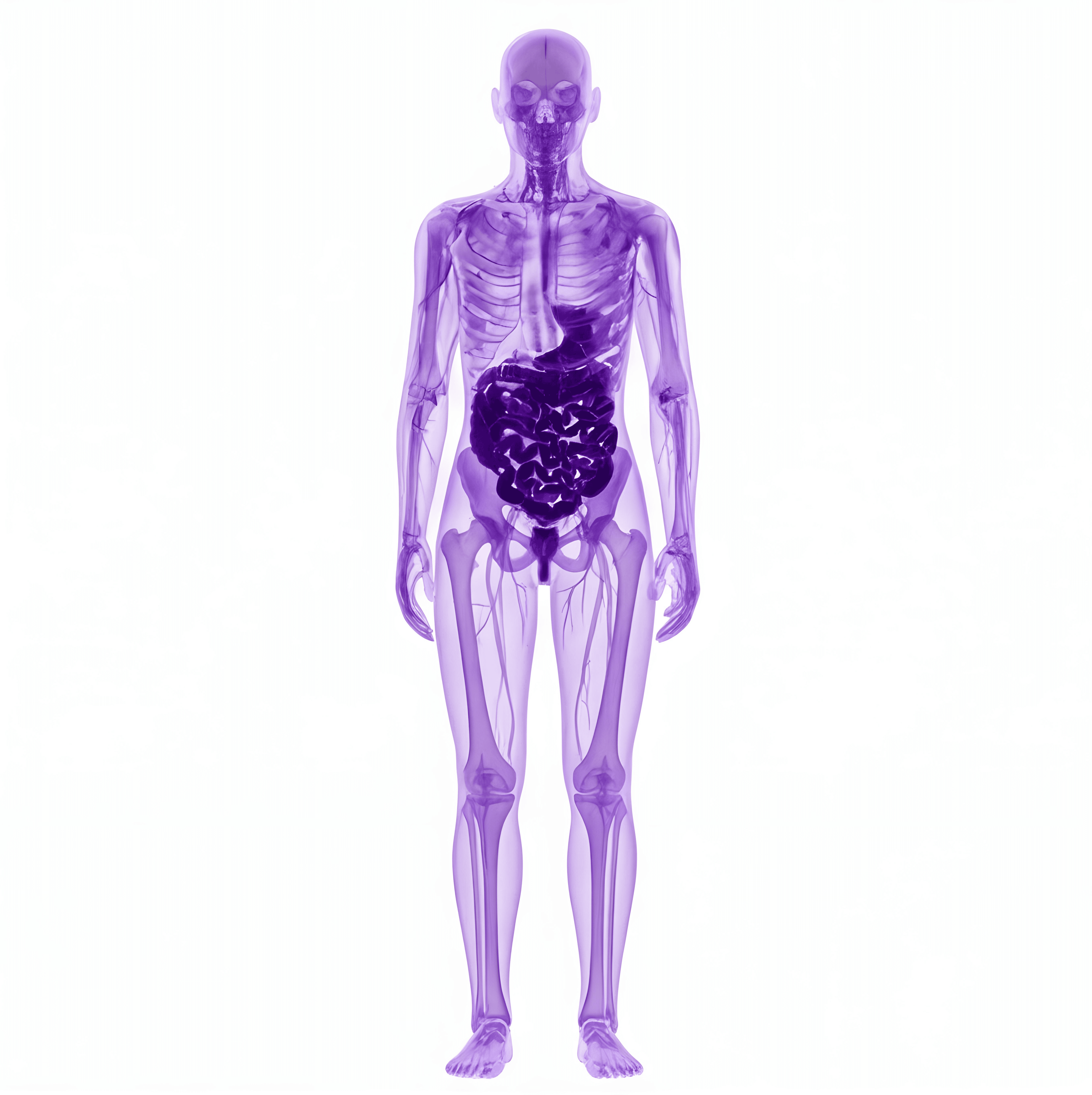 Transparent human body highlighting the digestive system, illustrating targeted delivery of bioactive compounds in the gut